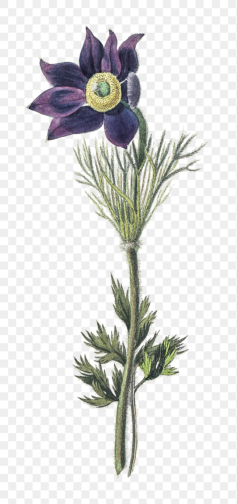 Pasque Flowers Image Wallpaper