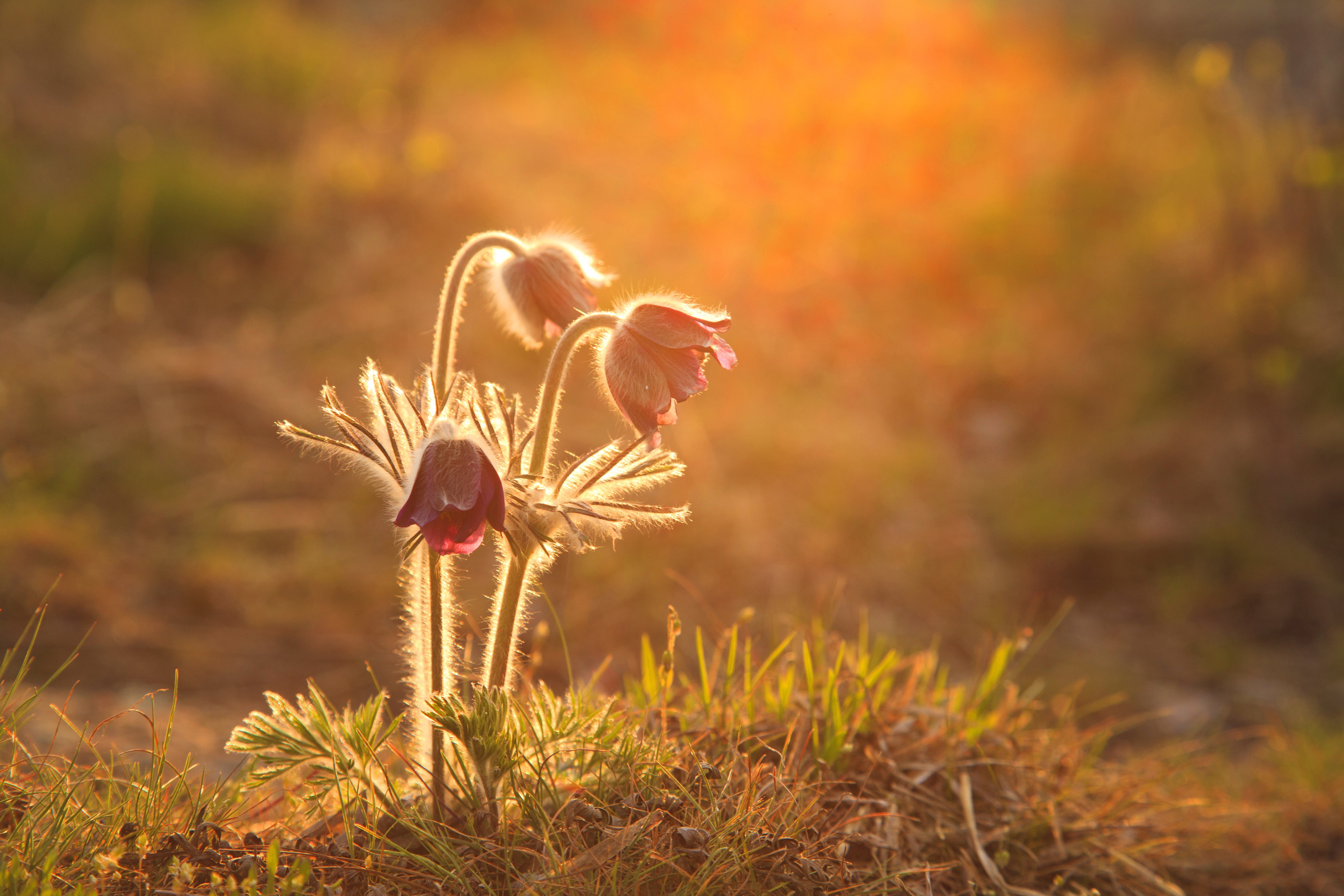 Pasque Flower 1080P, 2k, 4k HD wallpaper, background free download