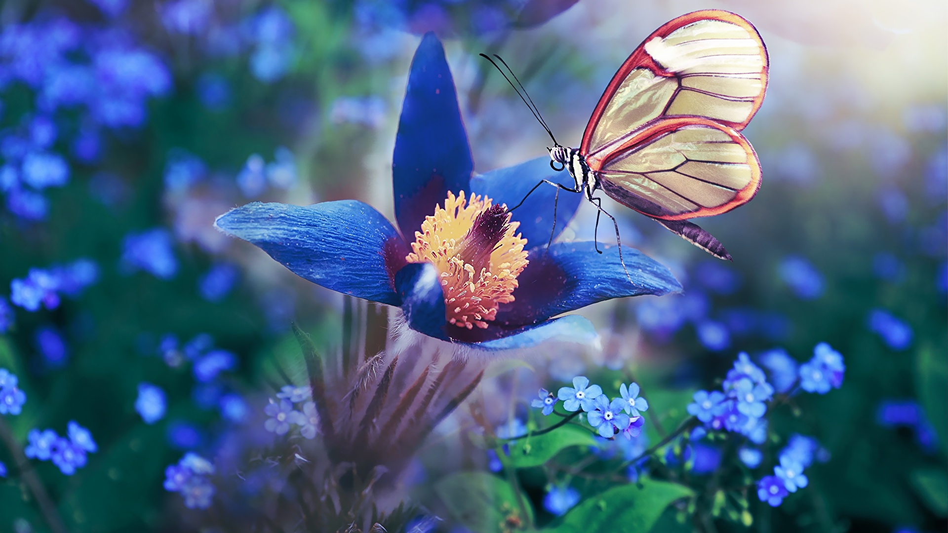 Picture Butterflies Blue flower pasque flower Animals 1920x1080
