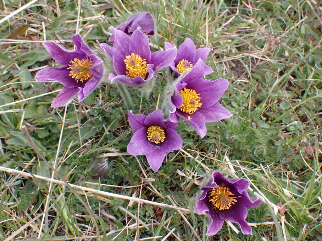 Pasque Flower, Pulsatilla vulgaris. Jeremy Bartlett's LET IT GROW blog