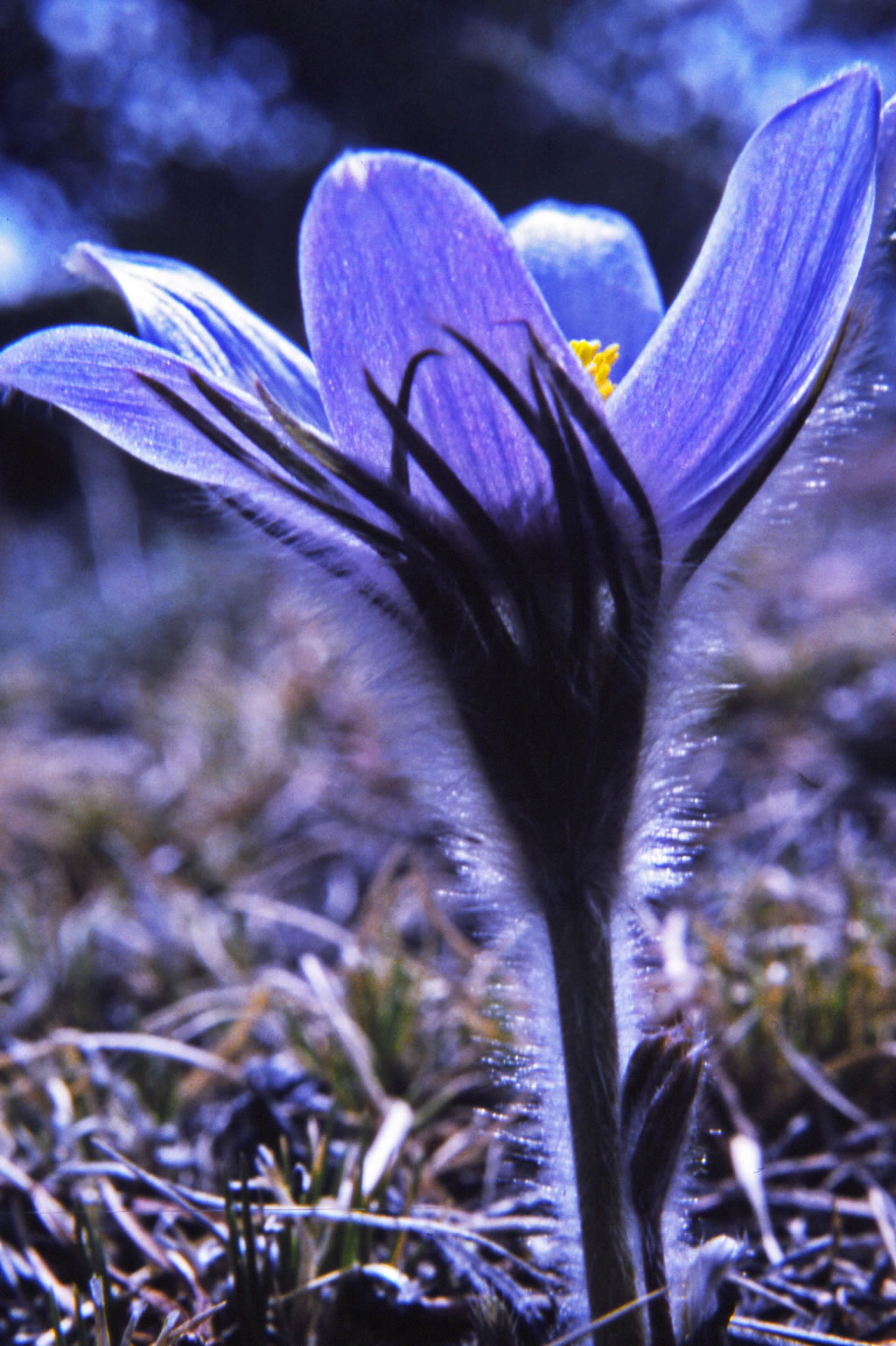 Pasqueflower