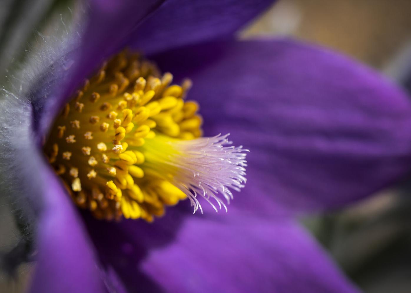 A flower blooms, as spring is in the air