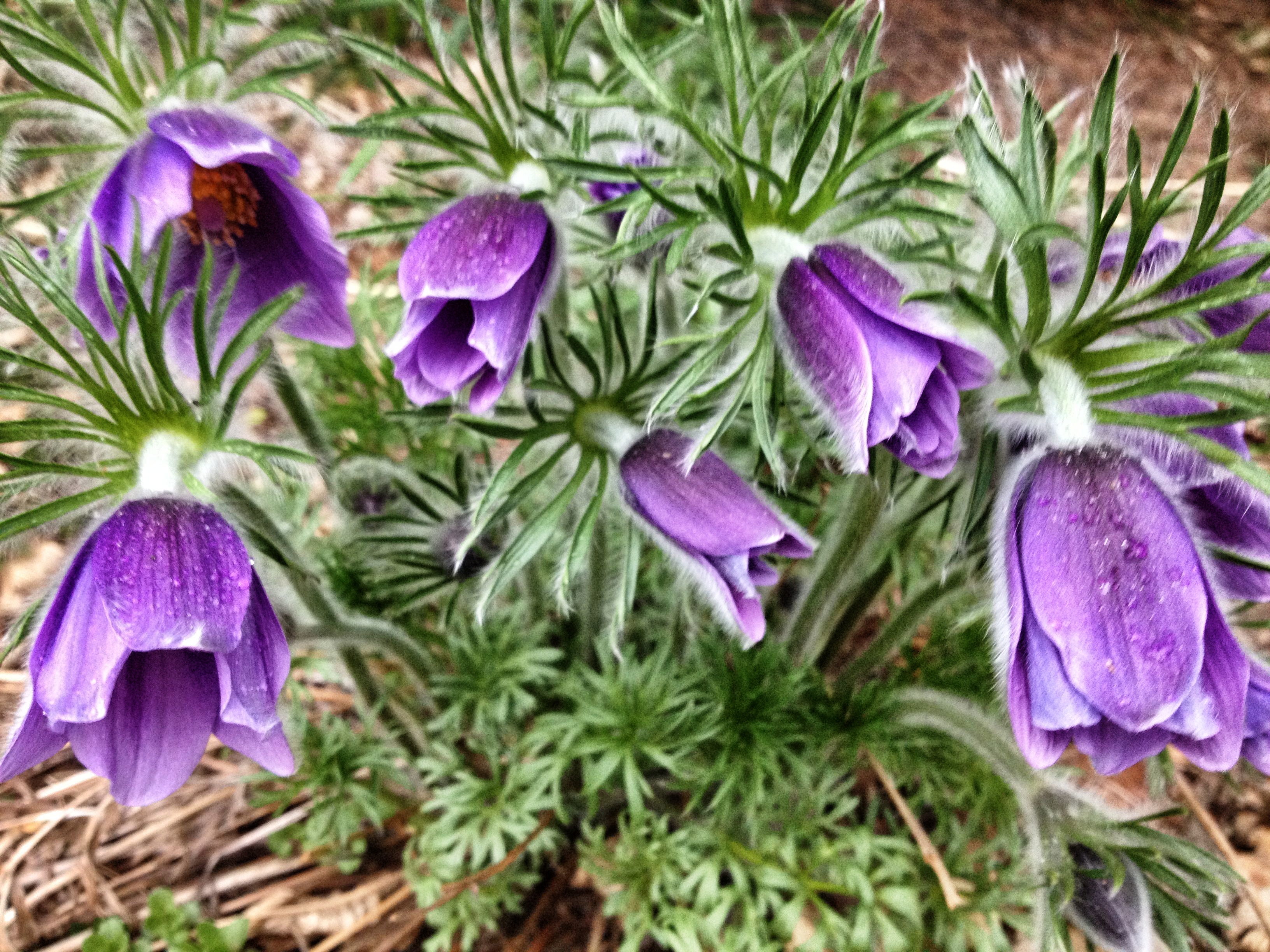 Purple Pasque Flowers