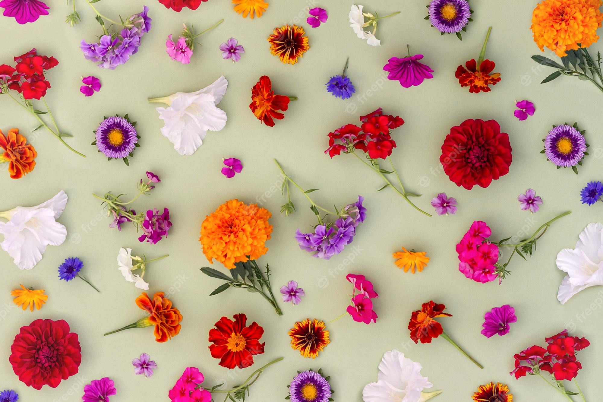Premium Photo. Bright pattern of colorful flowers on green background as backdrop or texture spring summer or autumn floral wallpaper for your design top view flat lay