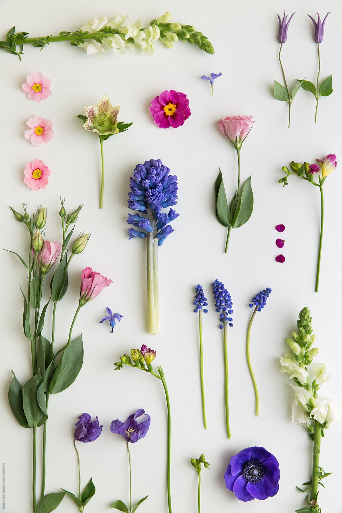 Collection Of Spring Flowers