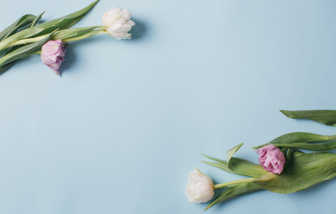 Wallpaper flowers, Spring, Tulips, Background, flowers, Spring, Background, Tulips image for desktop, section цветы