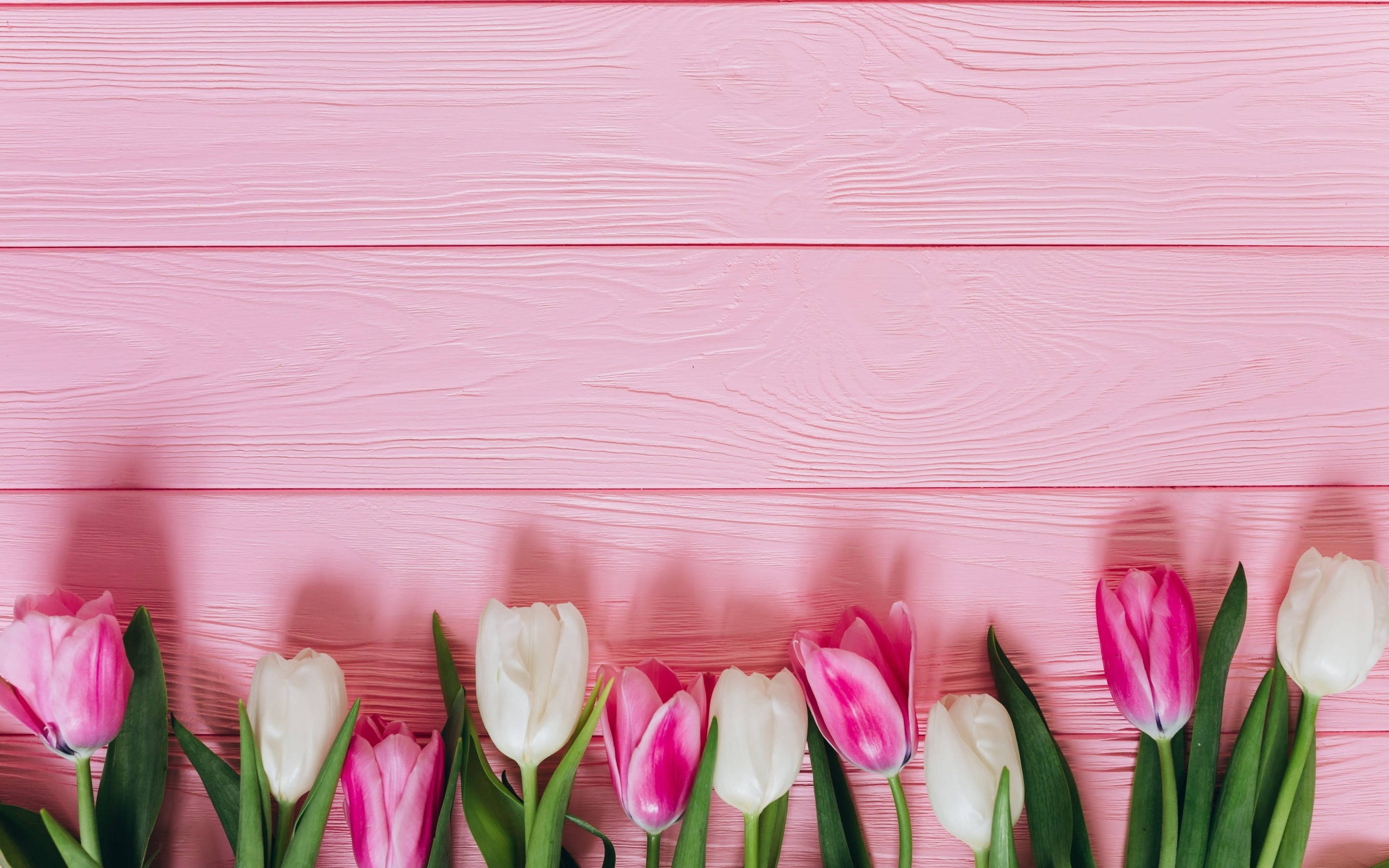 Download Girly Tulips Flat Lay Wallpaper