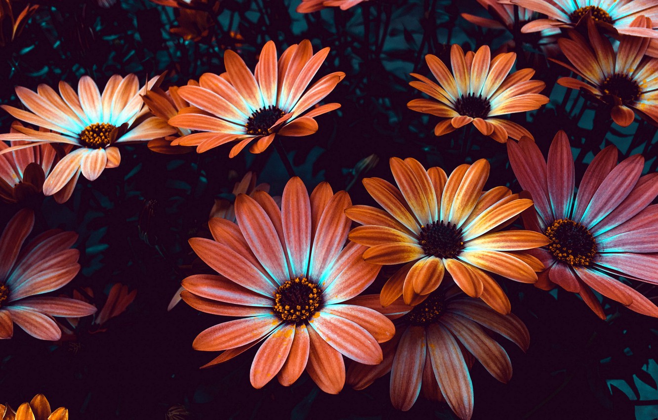 Wallpaper flowers, brown, flowerbed, Osteospermum image for desktop, section цветы