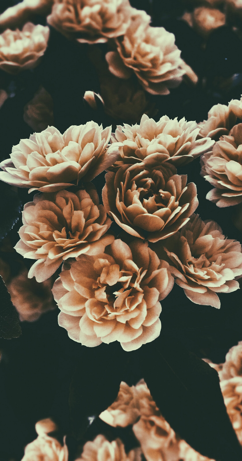 Download Aesthetic Brown Withered Flower Wallpaper