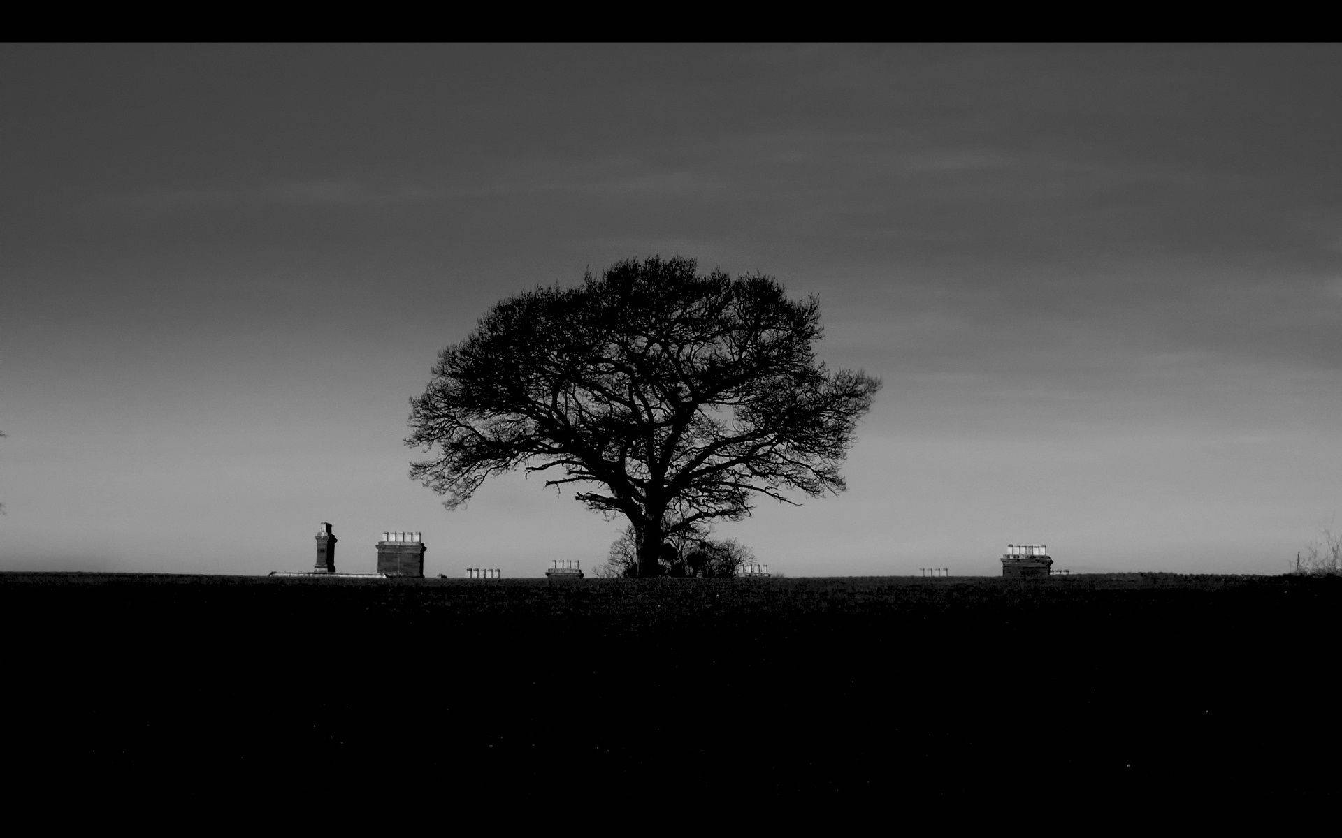 Download Black And White Aesthetic Landscape Tree Wallpaper