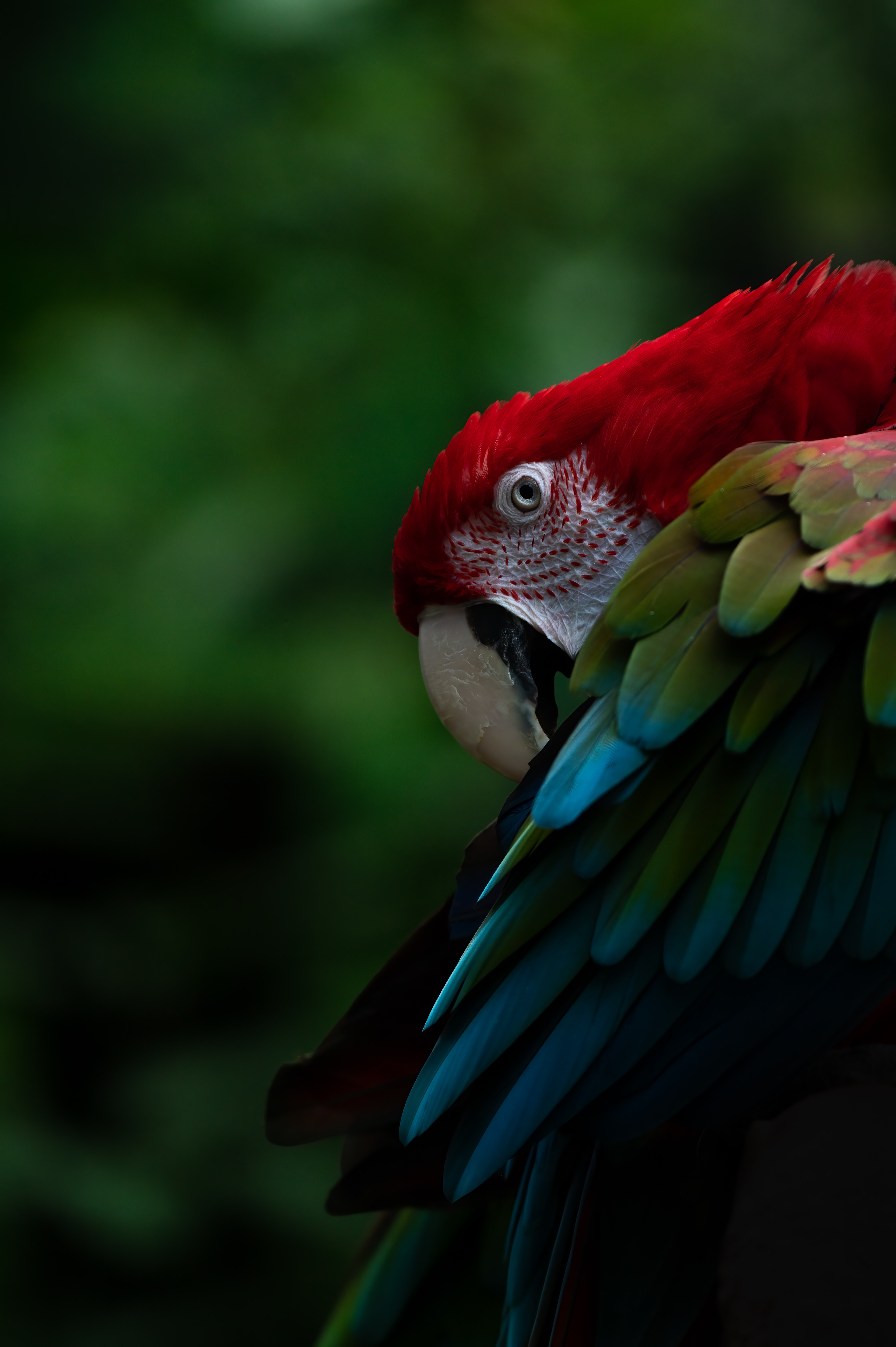 Amazon Rainforest Animals Photo, Download The BEST Free Amazon Rainforest Animals & HD Image