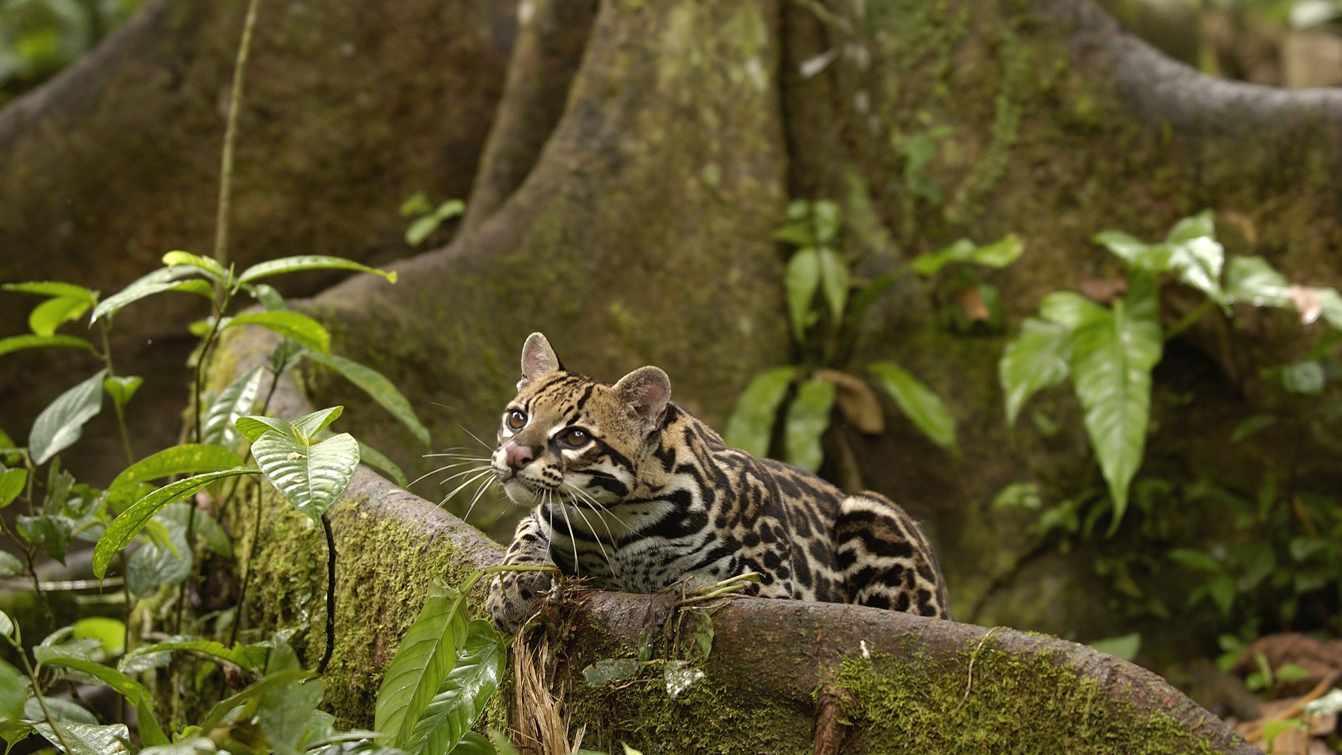 Animals amazon rainforest ocelots Ecuador wallpaperx1080