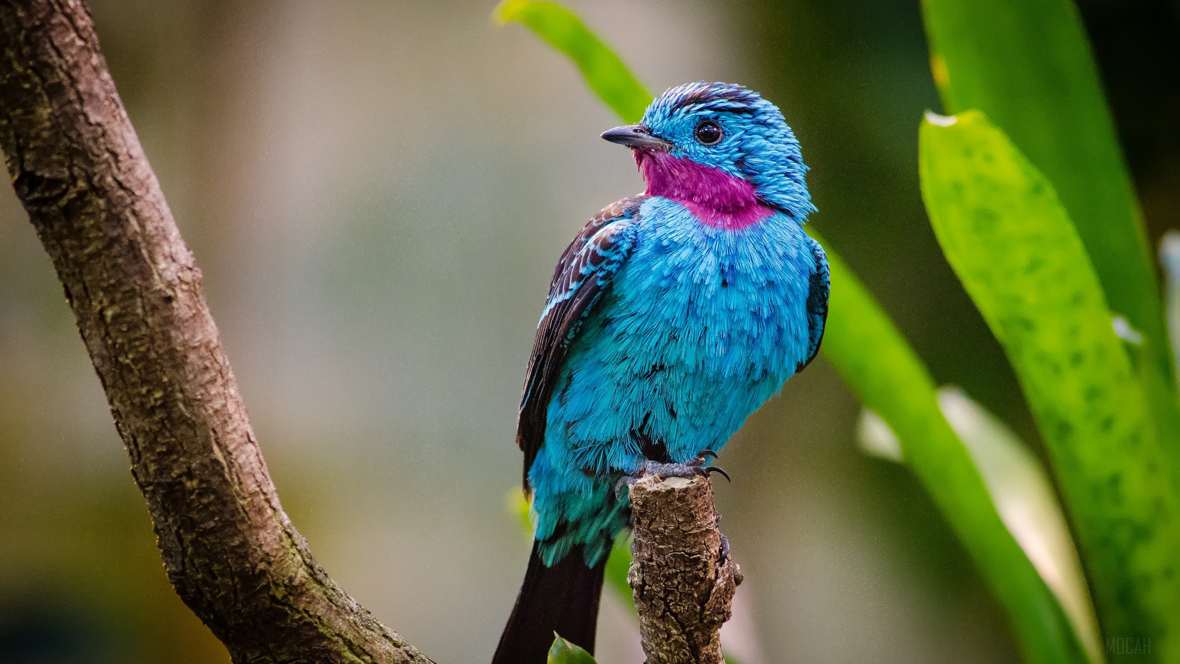 Bird, Spangled Cotinga 4k Gallery HD Wallpaper