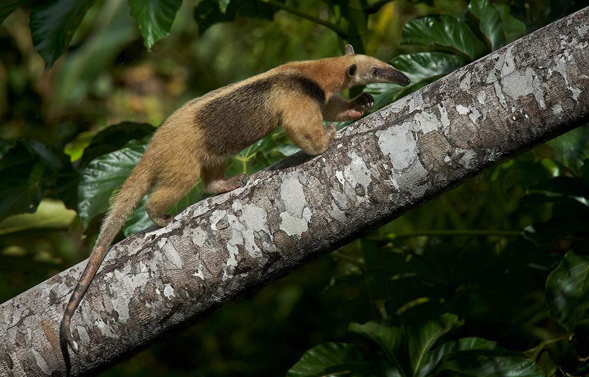 Amazon Rainforest Animals to Spot in the Wild For Less
