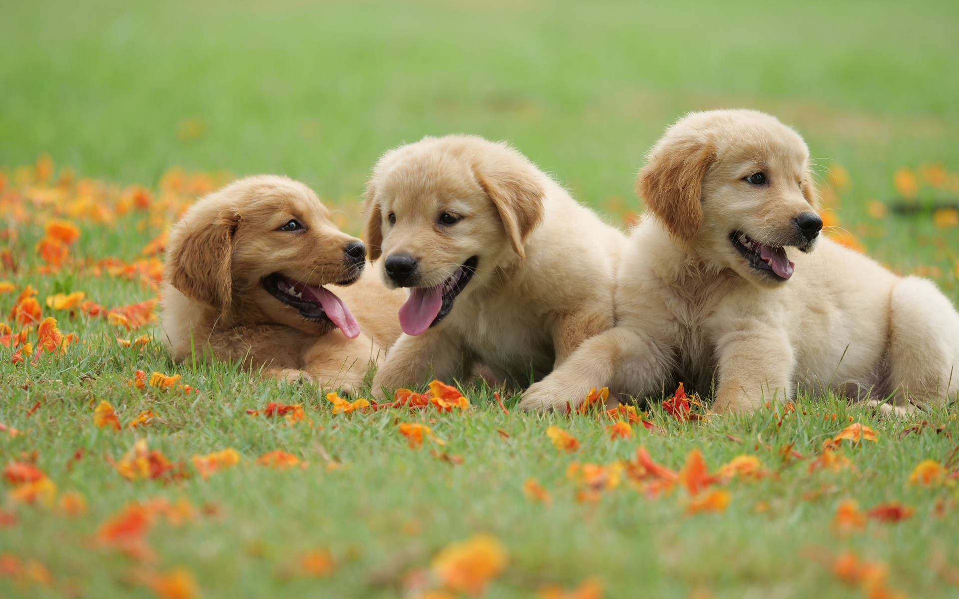 Download Golden Retriever Puppies At Spring Wallpaper