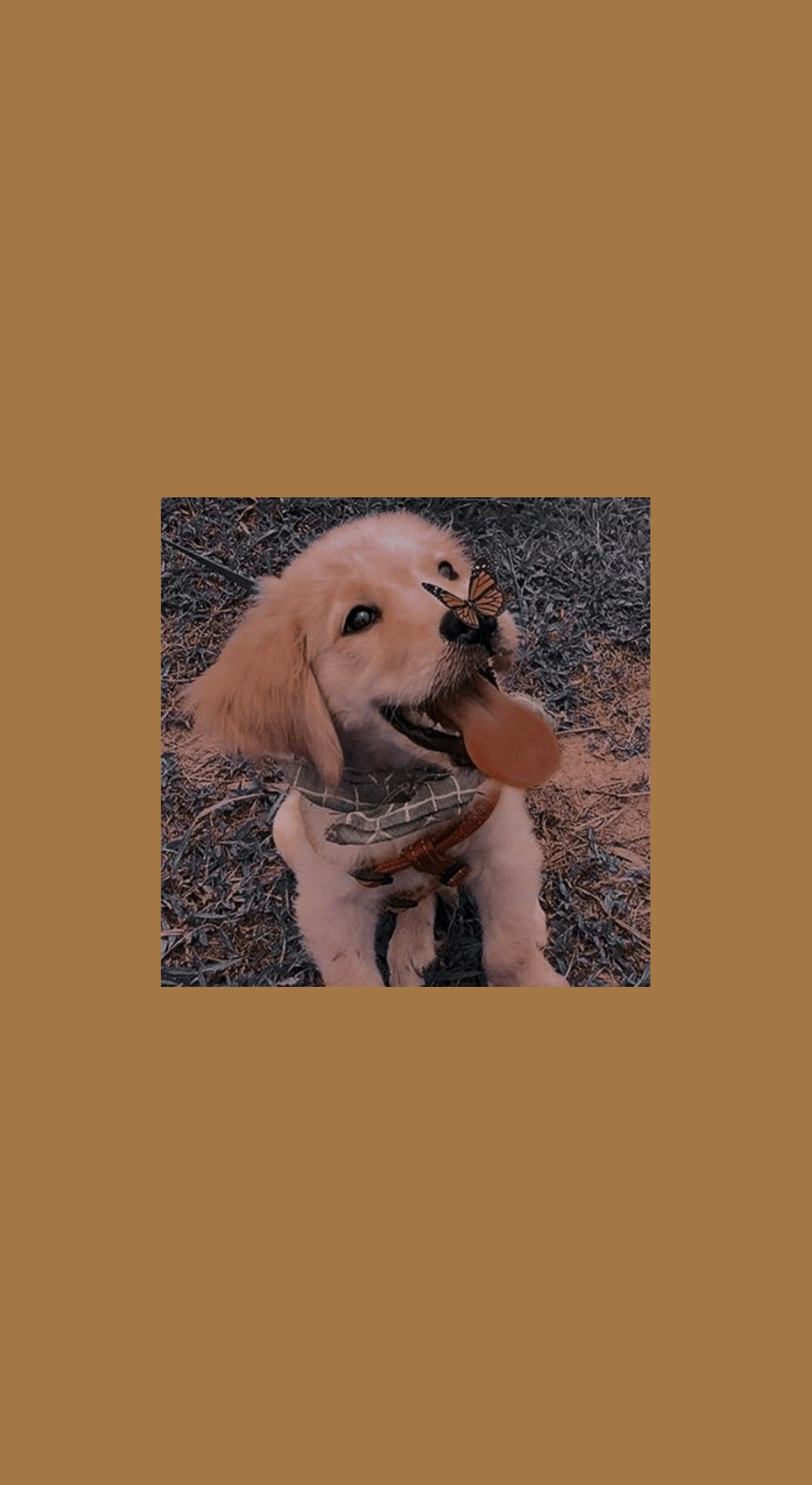 Download Free 100 + aesthetic dog wallpaper