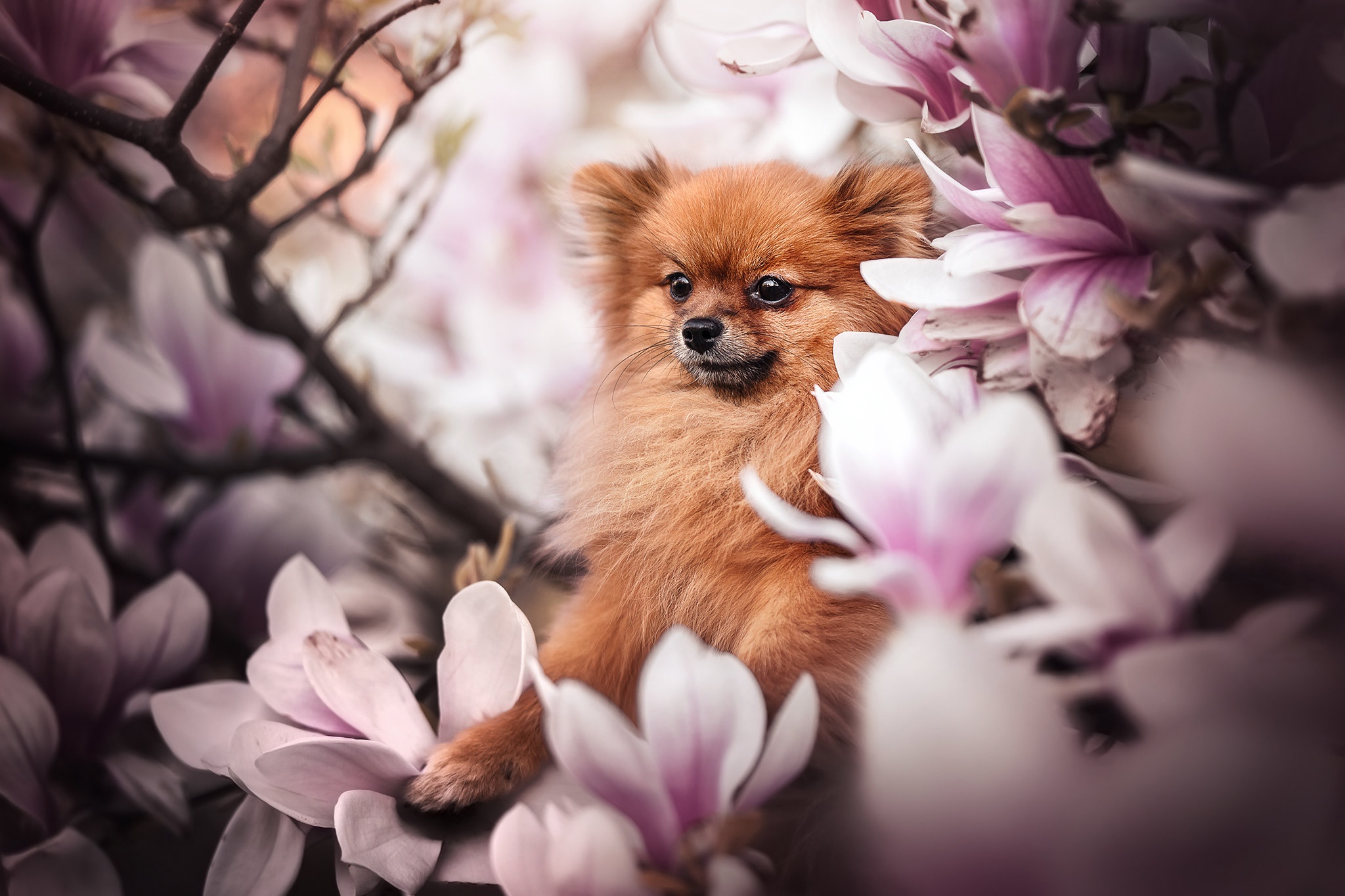 Spitz HD, Magnolia, Dog, Flower Gallery HD Wallpaper