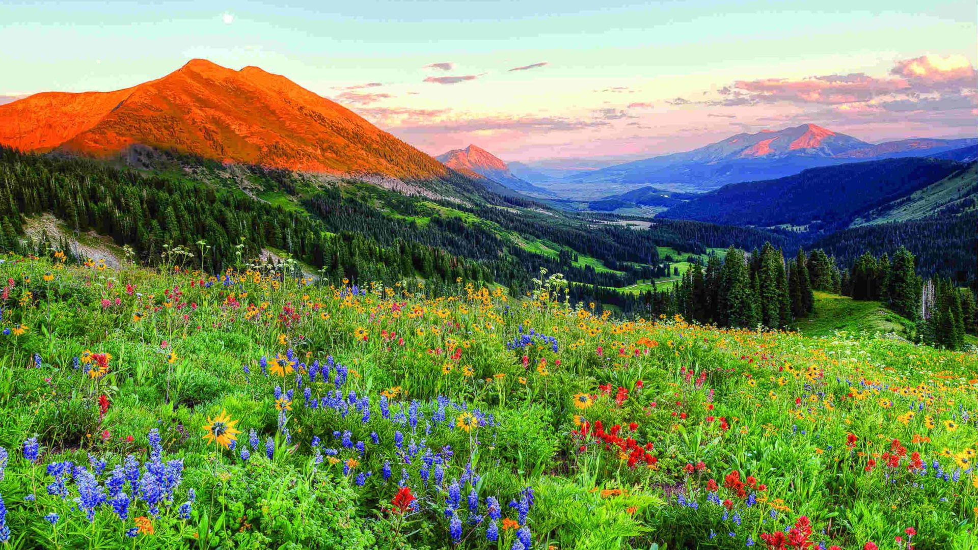 Crested Butte Colorado Wild Spring Flowers Landscape Desktop