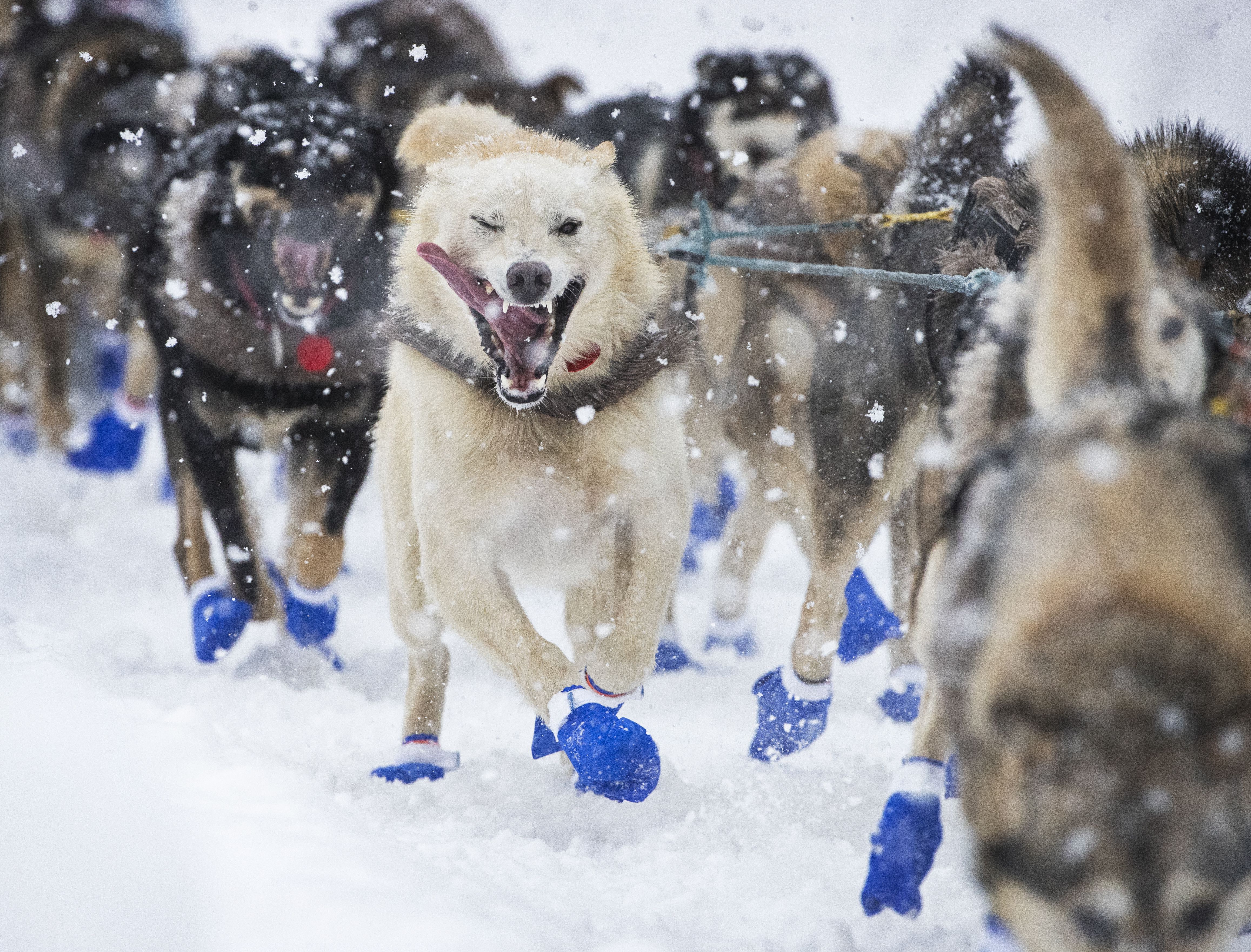 Our favorite photo from a snowy Iditarod ceremonial start