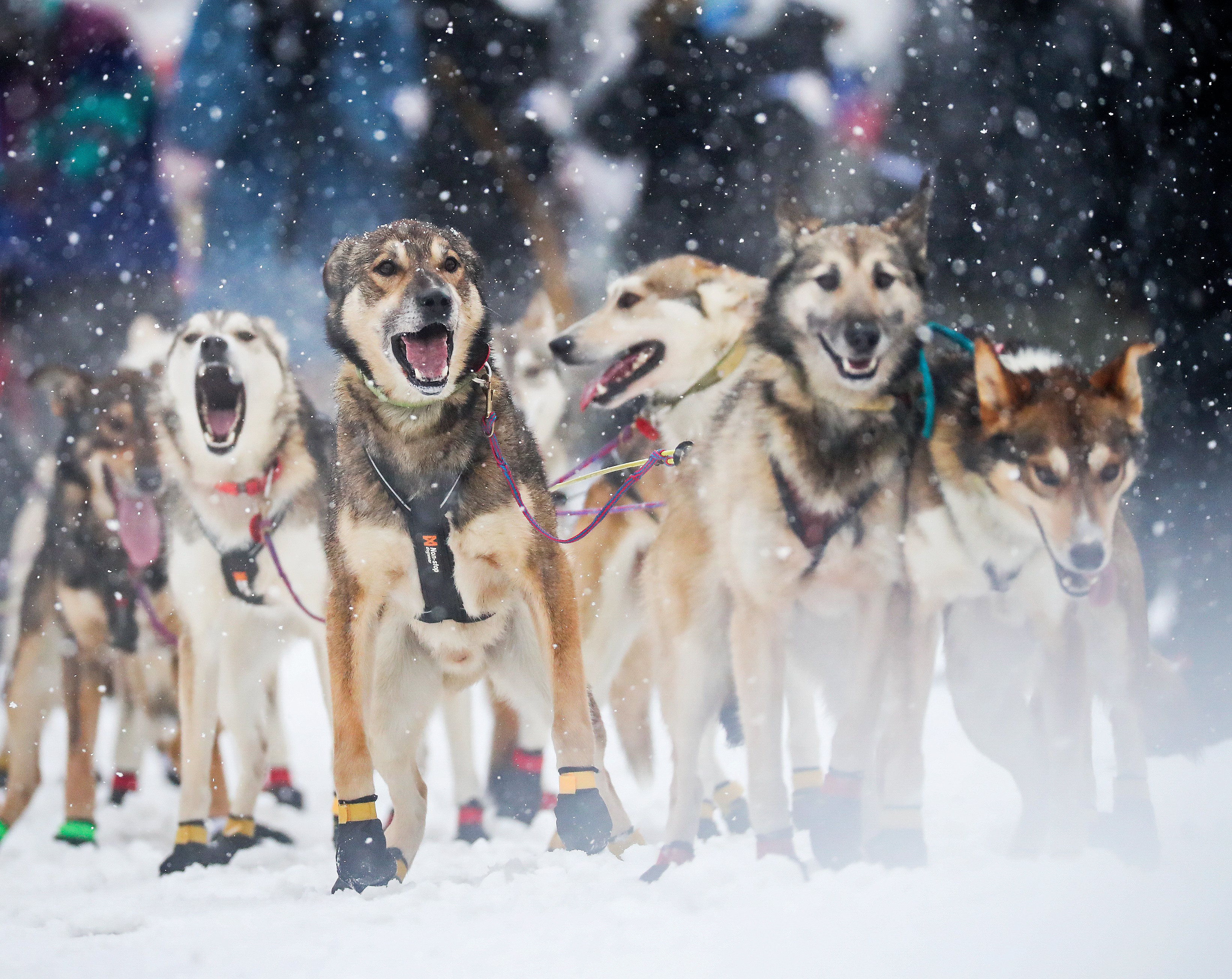 Iditarod Wallpapers Wallpaper Cave