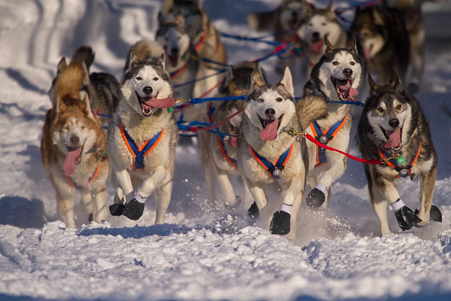 Iditarod History and Overview of 'The Last Great Race'