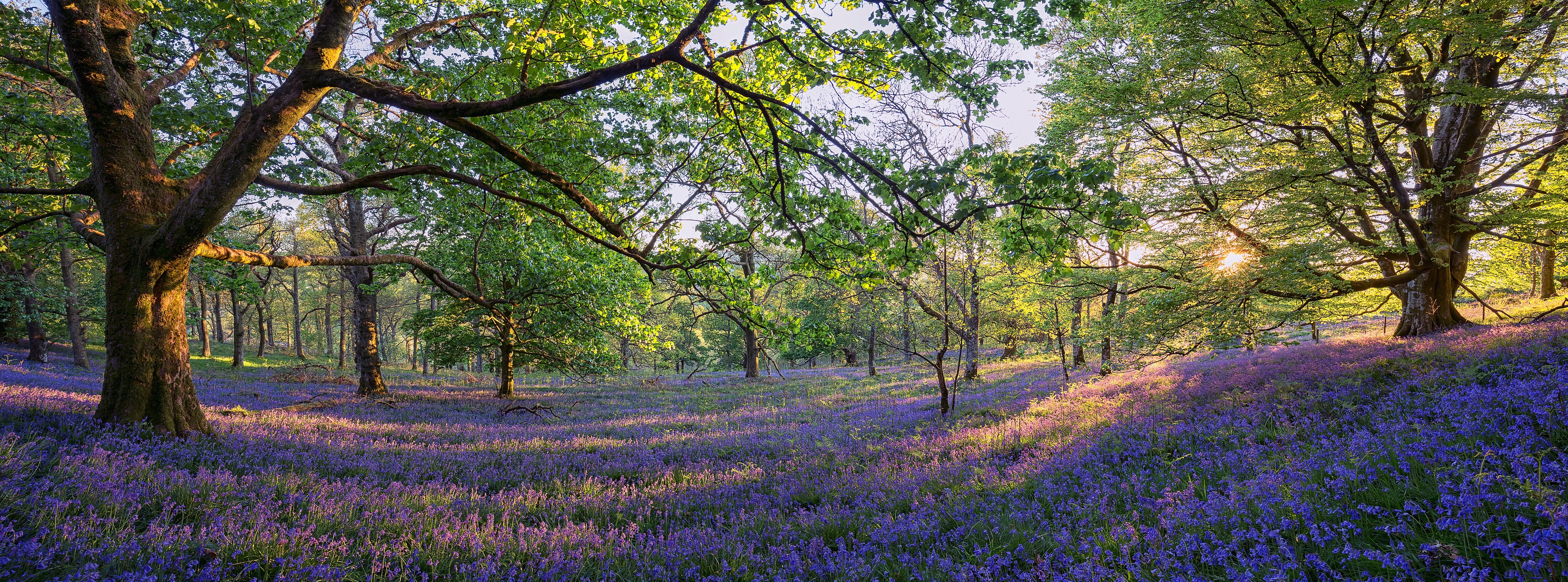 trossachs, Scotland, Forest, Trees, Meadow, Flowers, Panorama Wallpaper HD / Desktop and Mobile Background