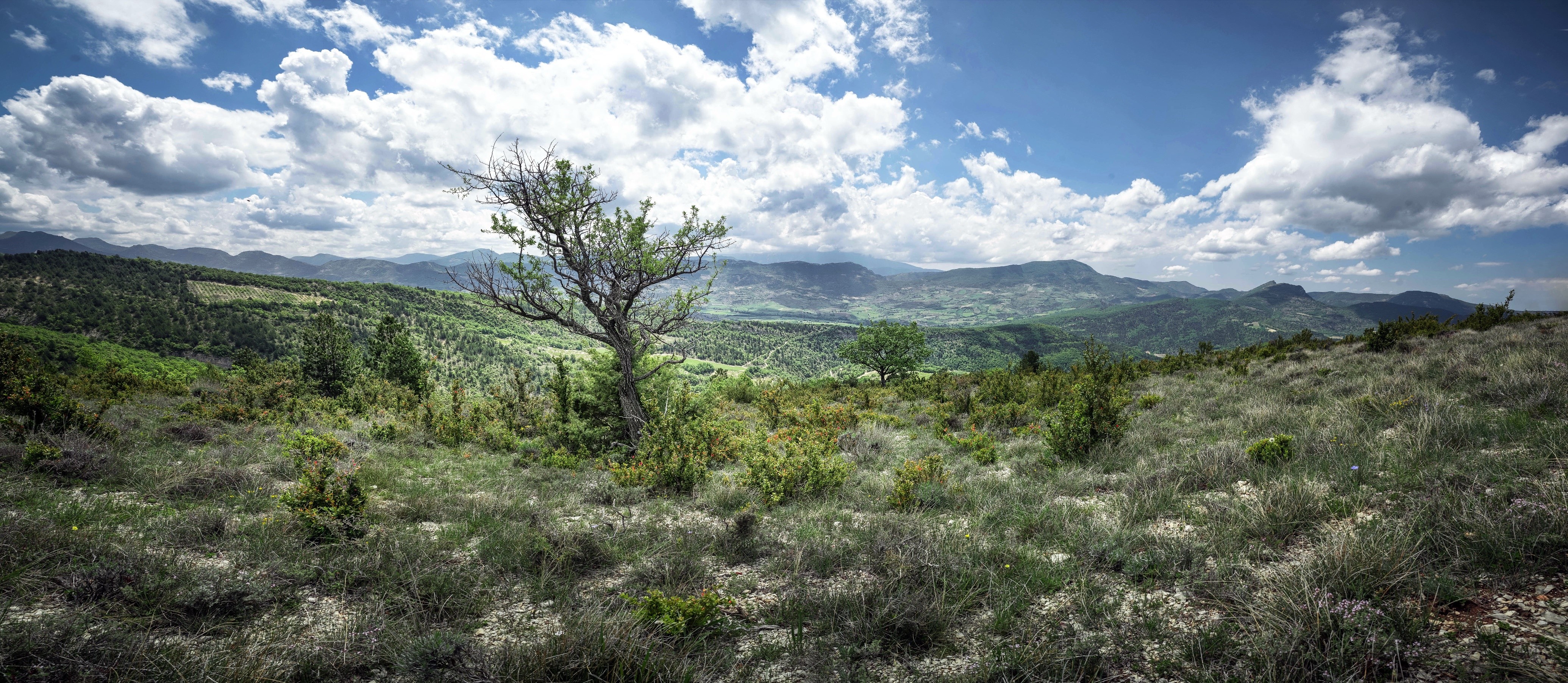 4K, plants, landscape, sky, nature, clouds, panorama Gallery HD Wallpaper