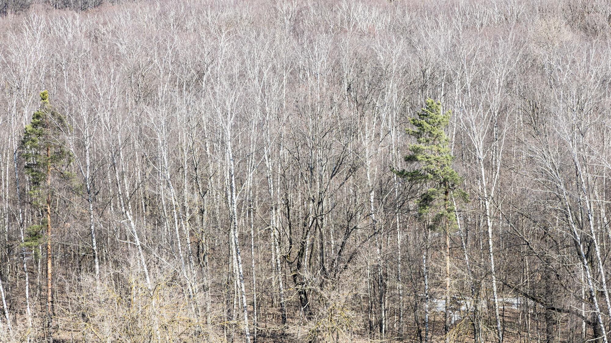 Premium Photo. Panoramic view of forest with last snow in spring