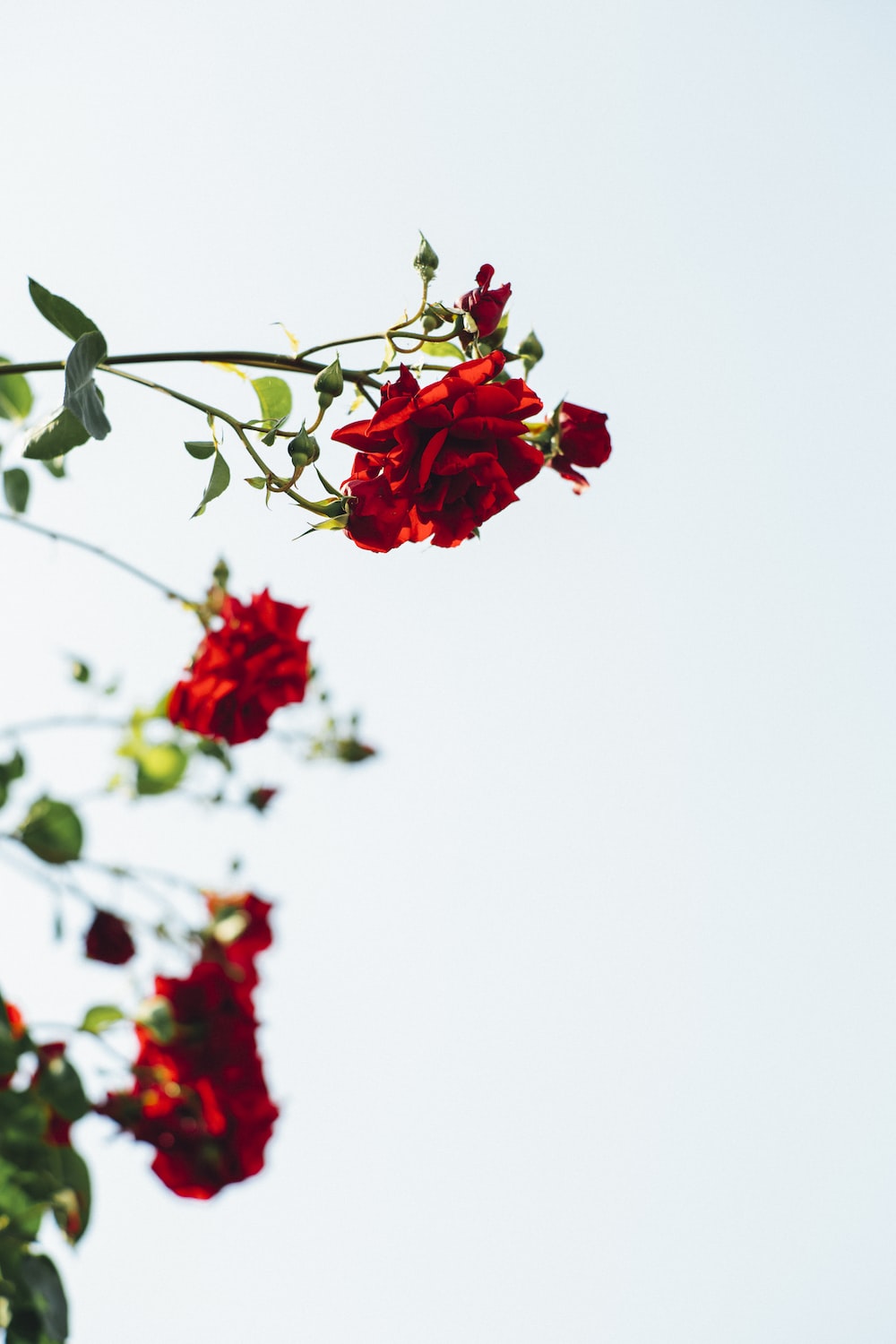 Red Petaled Flowers Photo