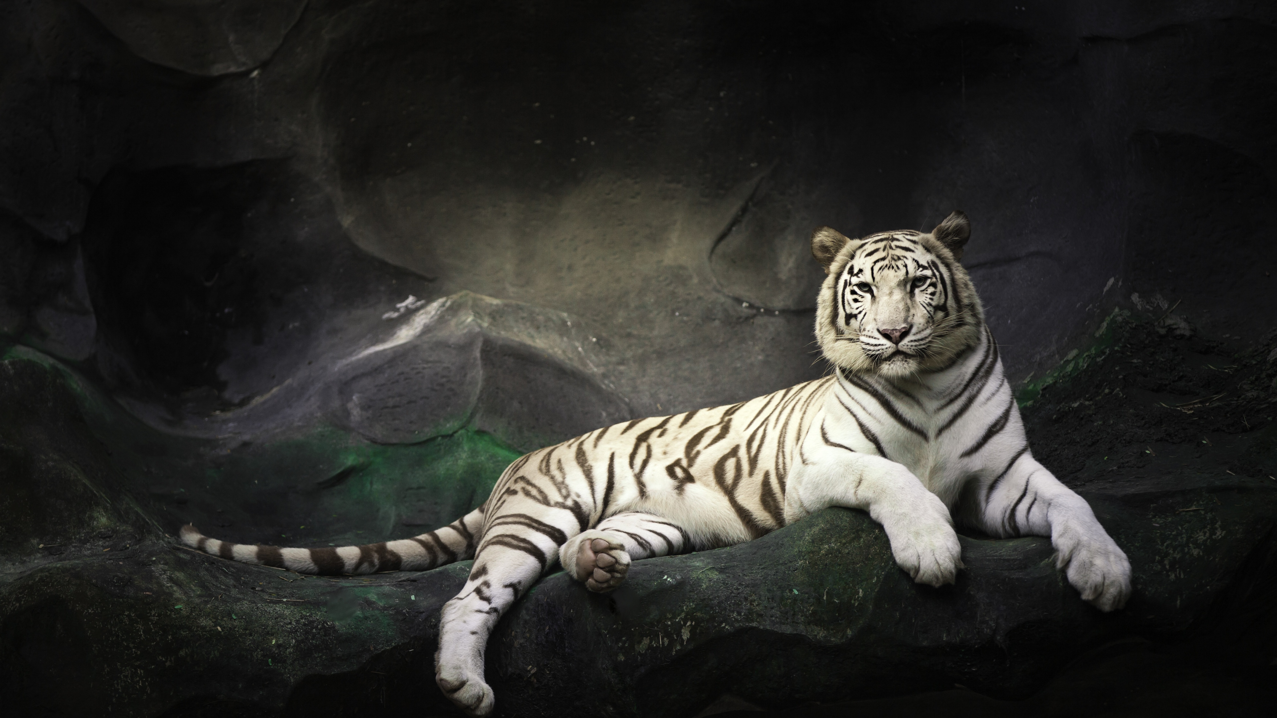 White Bengal Tiger Wallpaper 4K, Zoo, Cave, White tiger, Animals