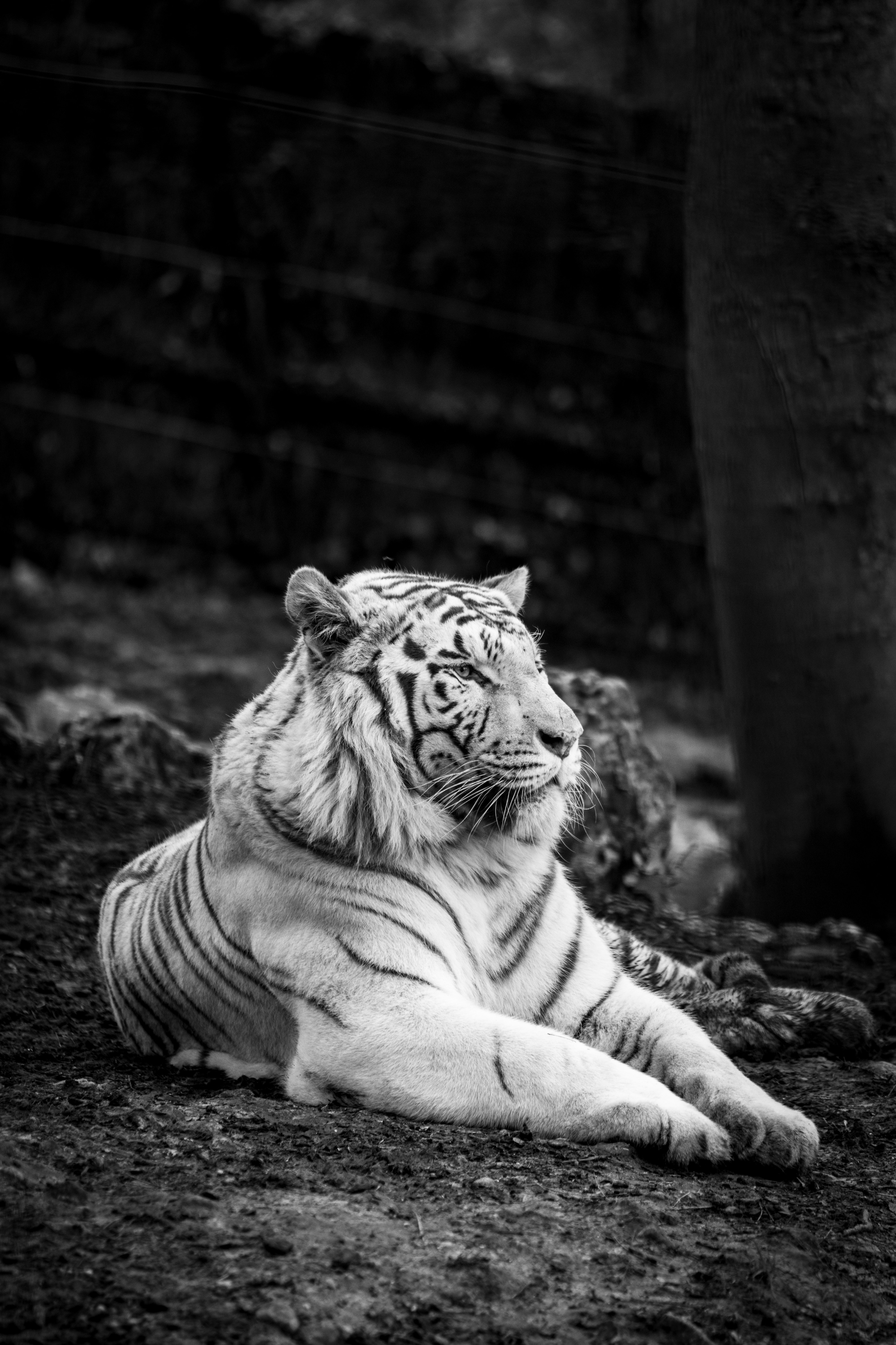 White Tiger Photo, Download The BEST Free White Tiger & HD Image