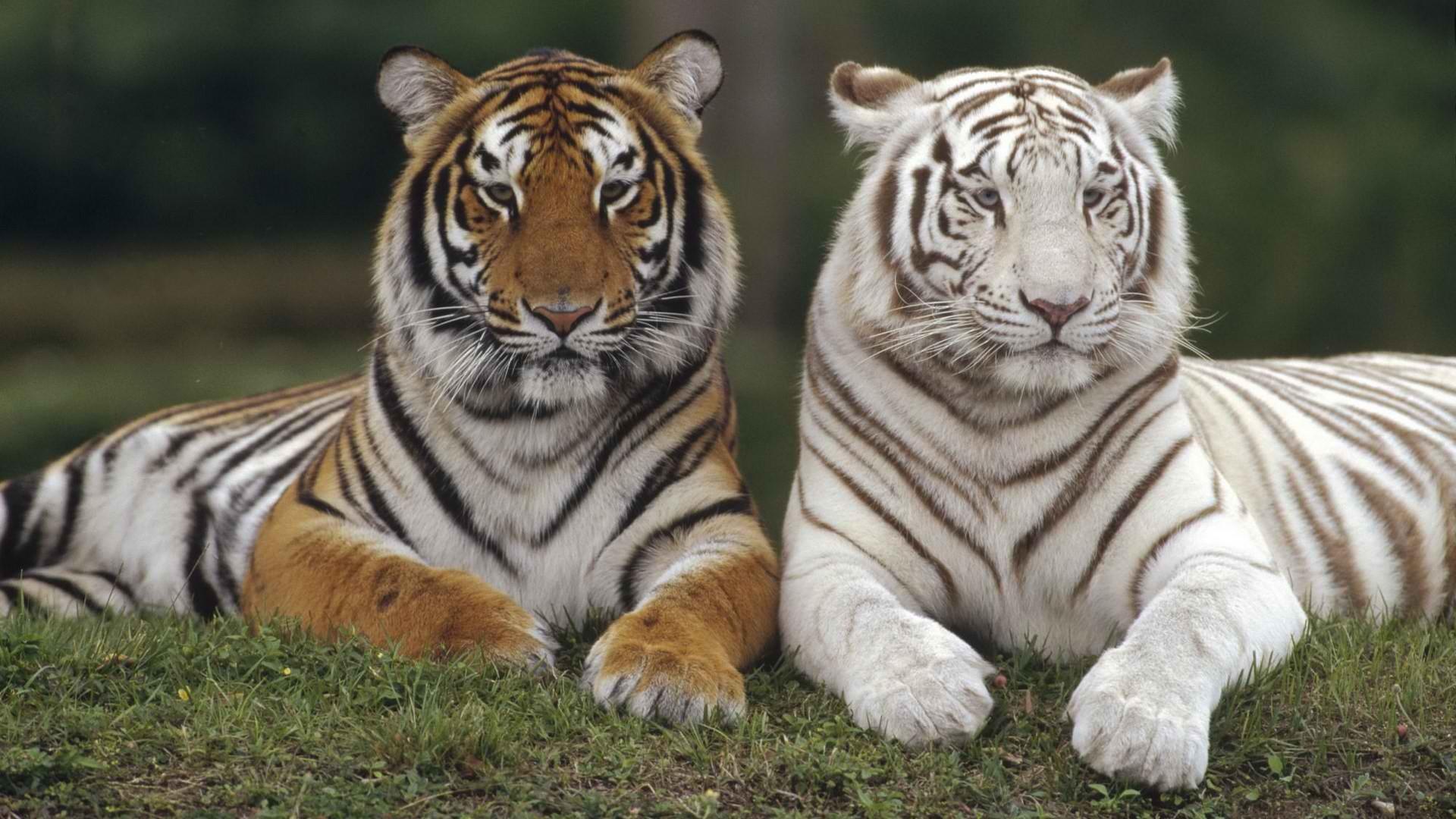 White Tiger HD Wallpaper and Background