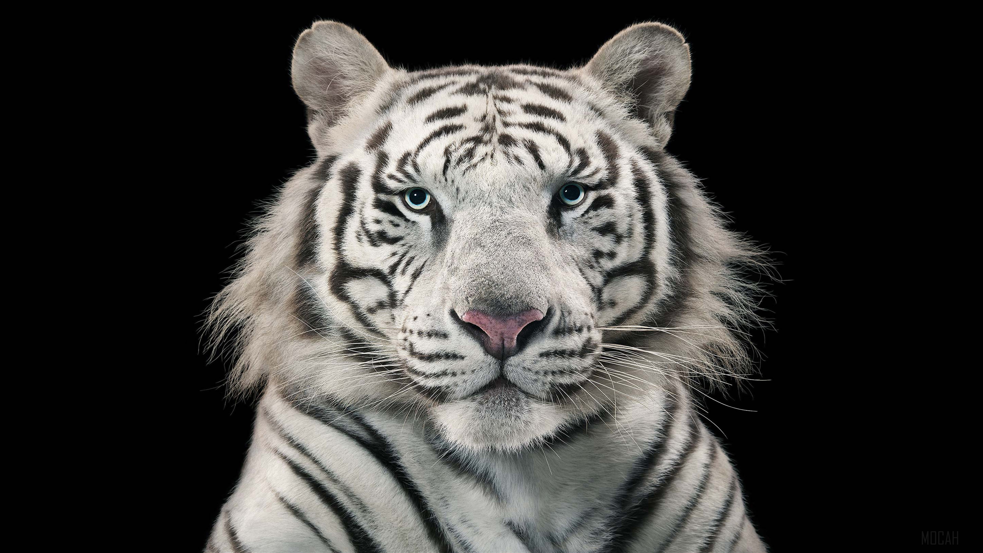 White Tiger Bengal Tiger 4k Gallery HD Wallpaper