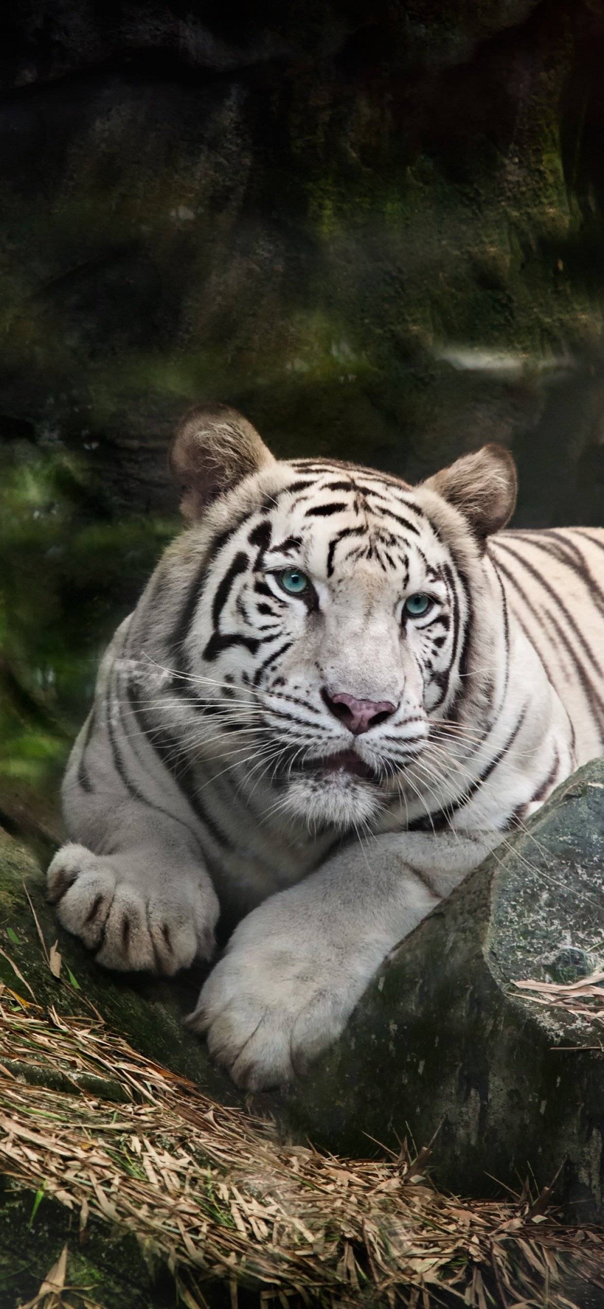 White Bengal Tigers Wallpapers - Wallpaper Cave