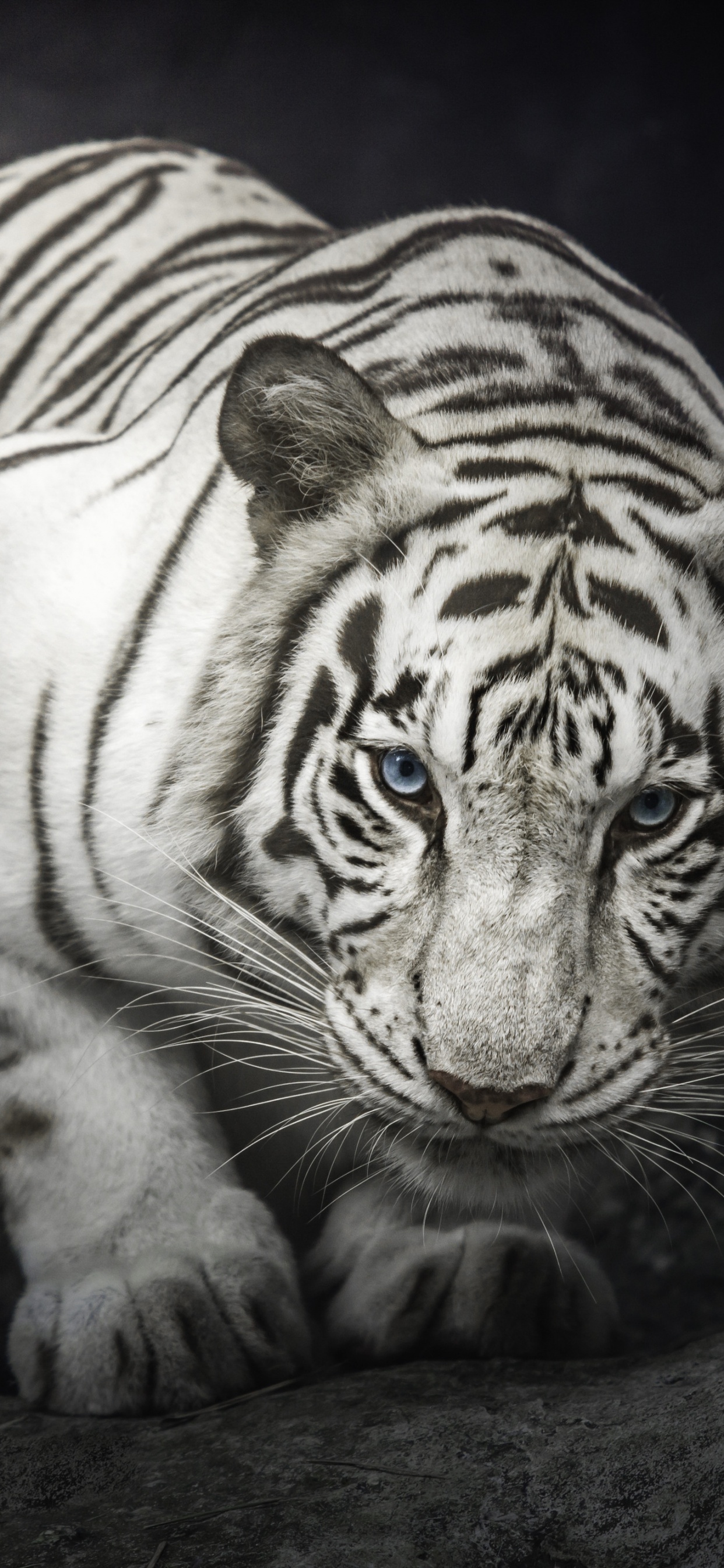 White Bengal Tiger Wallpaper 4K, Monochrome, Rocks, Animals