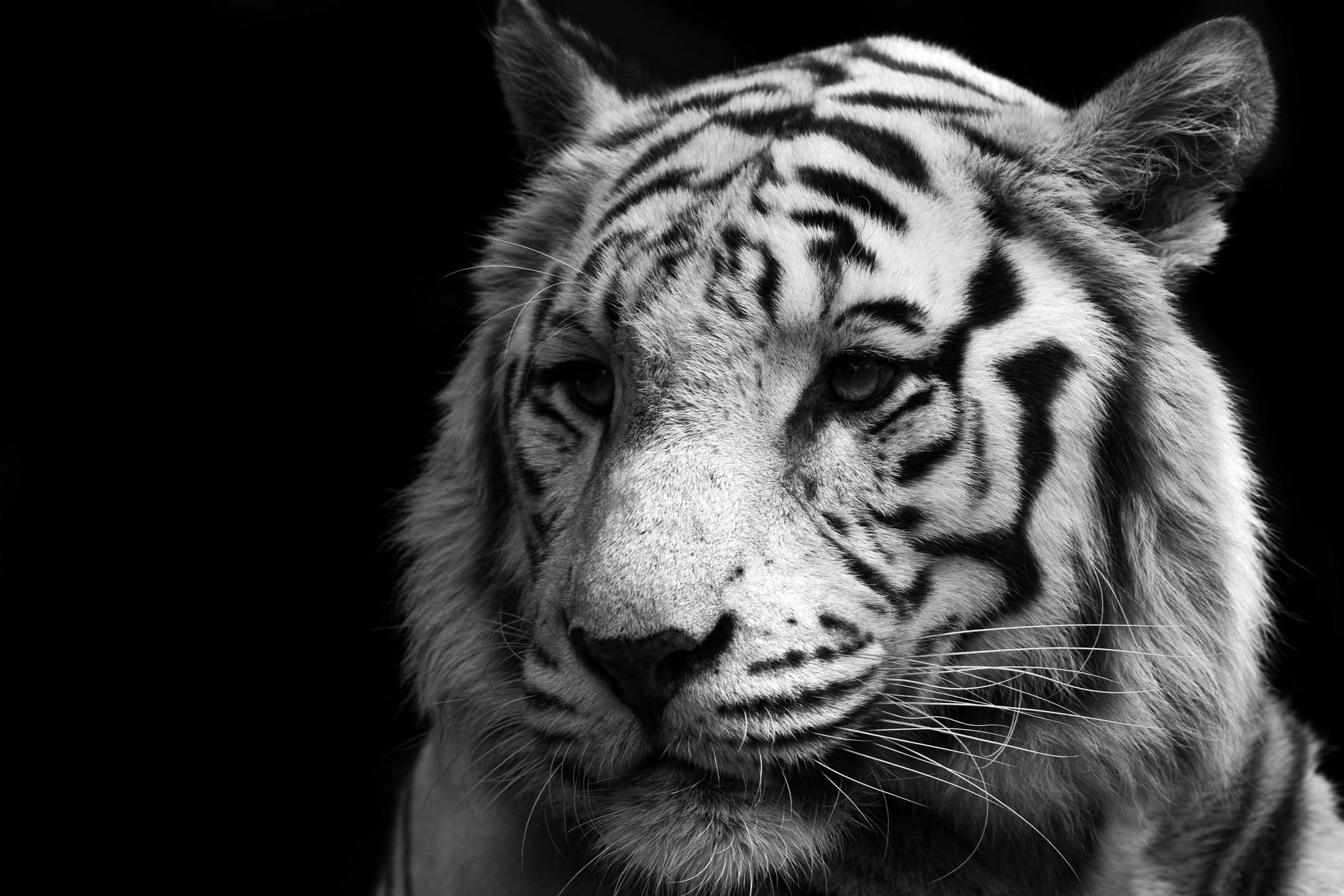 White Tiger HD Wallpaper
