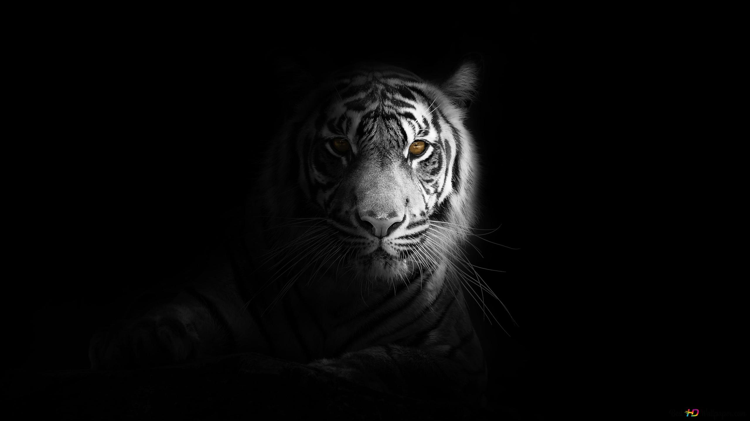 Black and white portrait of a white tiger 4K wallpaper download