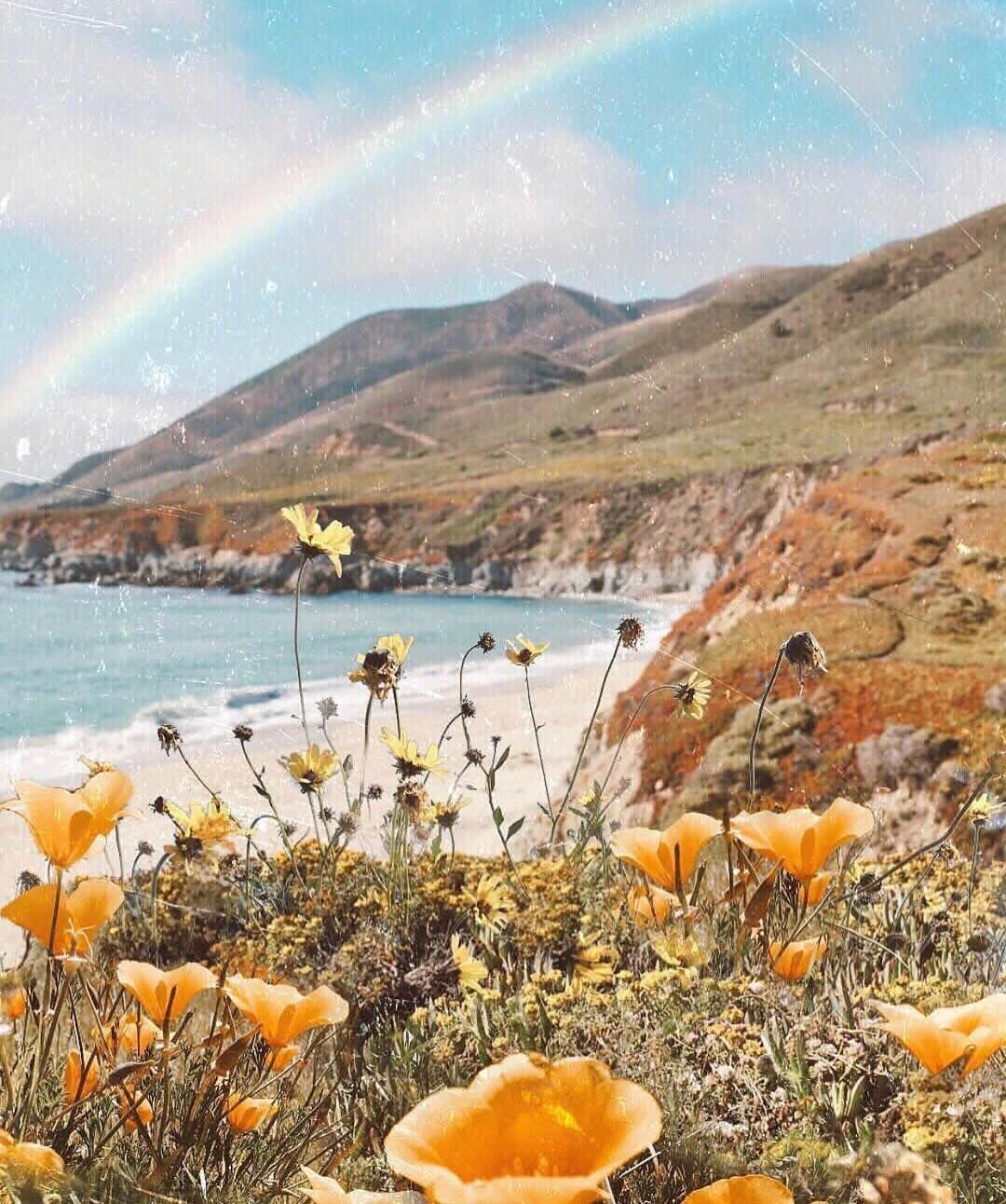 Omni Curated on Instagram: “Wildflowers