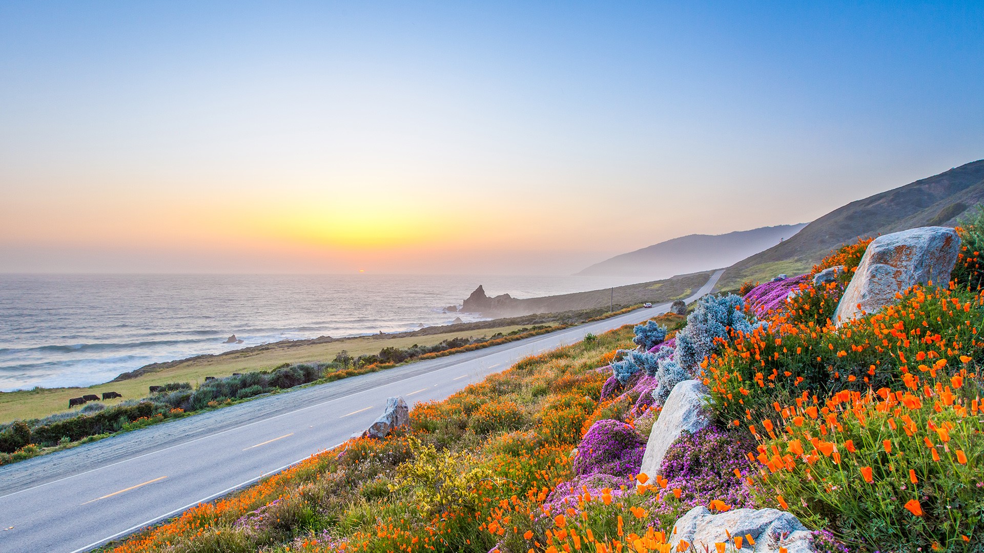 Pacific coast highway in spring, wild flowers in Big Sur, California, USA. Windows 10 Spotlight Image