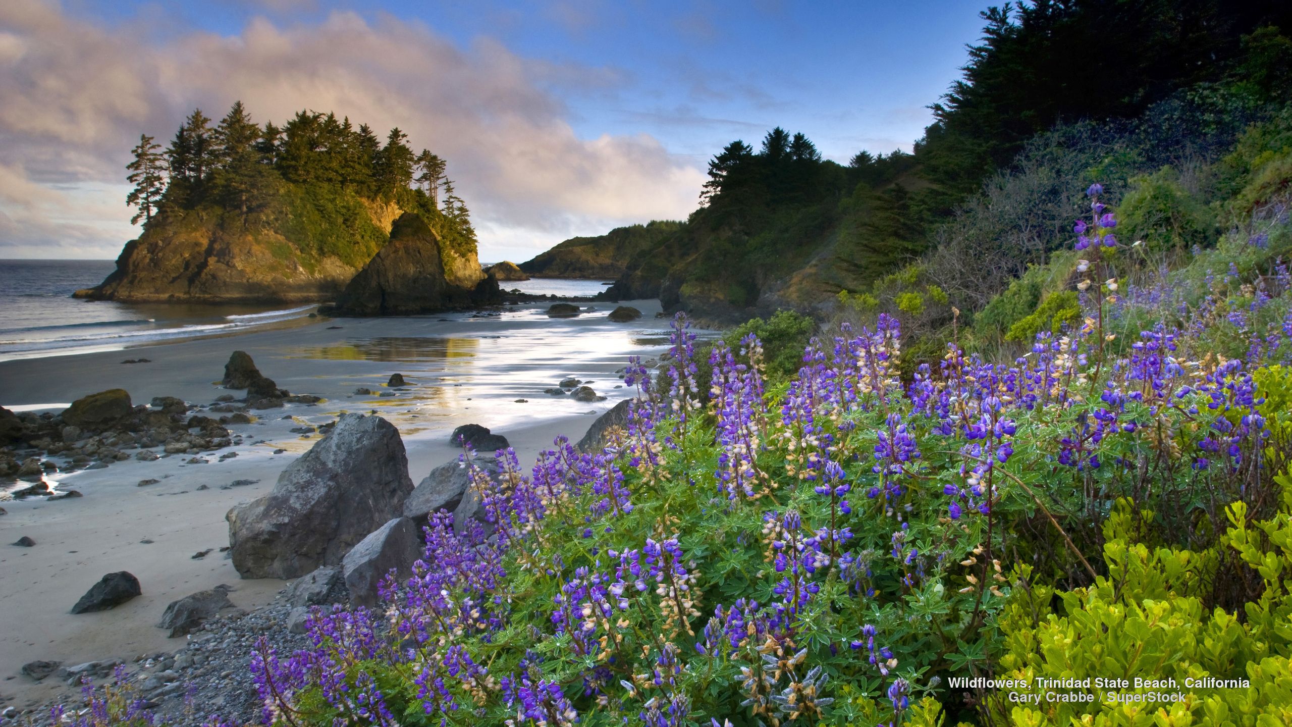 Wildflowers, Trinidad State Beach, California. Beach, Wild flowers, Trinidad