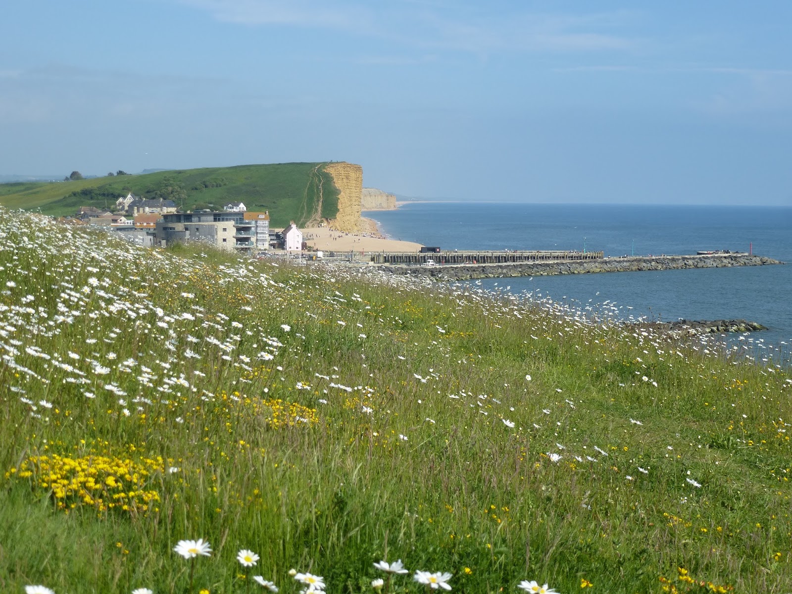 Coastal wild flowers