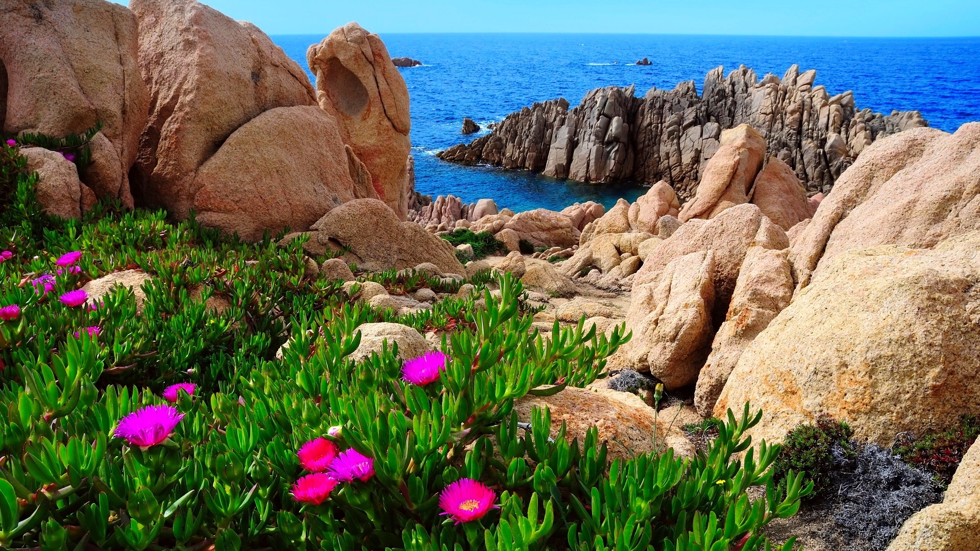 rocks, mediterranean, italy, sardinia, beautiful, sea, beach, paradise, wildflowers, coast Gallery HD Wallpaper