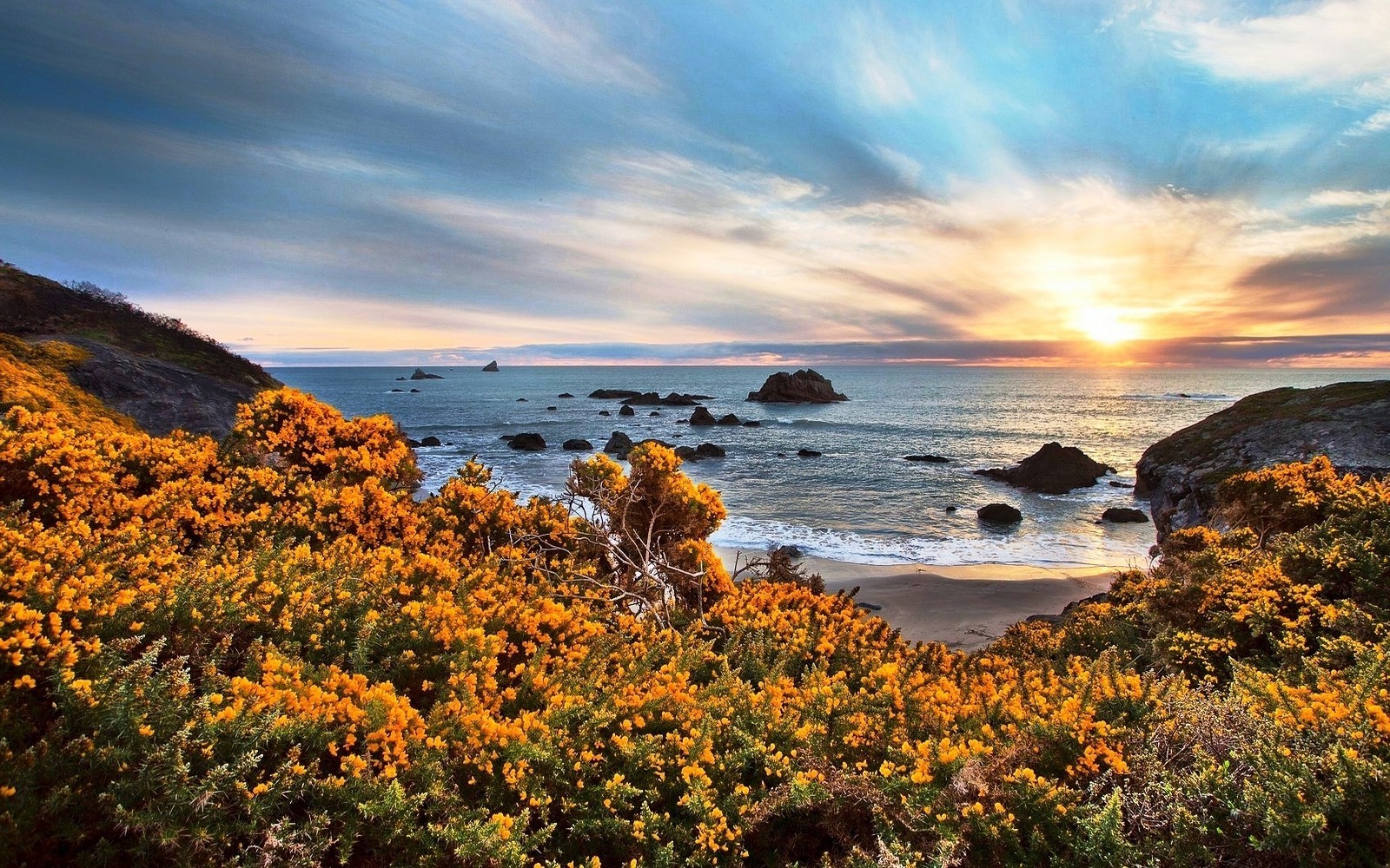 nature landscape beach wildflowers sunset sea rock sand sky clouds oregon yellow blue Gallery HD Wallpaper