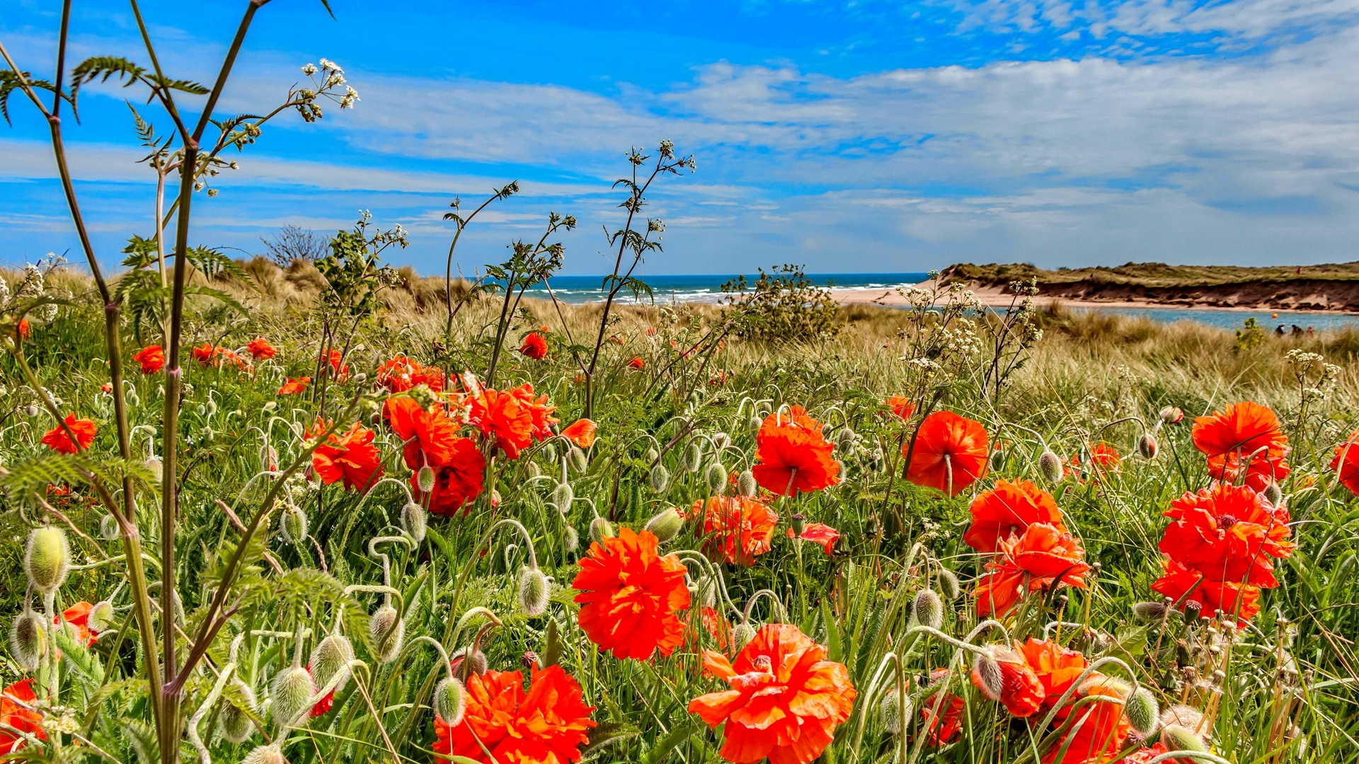 Wallpaper / wildflowers, poppies, summer, beautiful, sky, england, coast, sea, beach free download