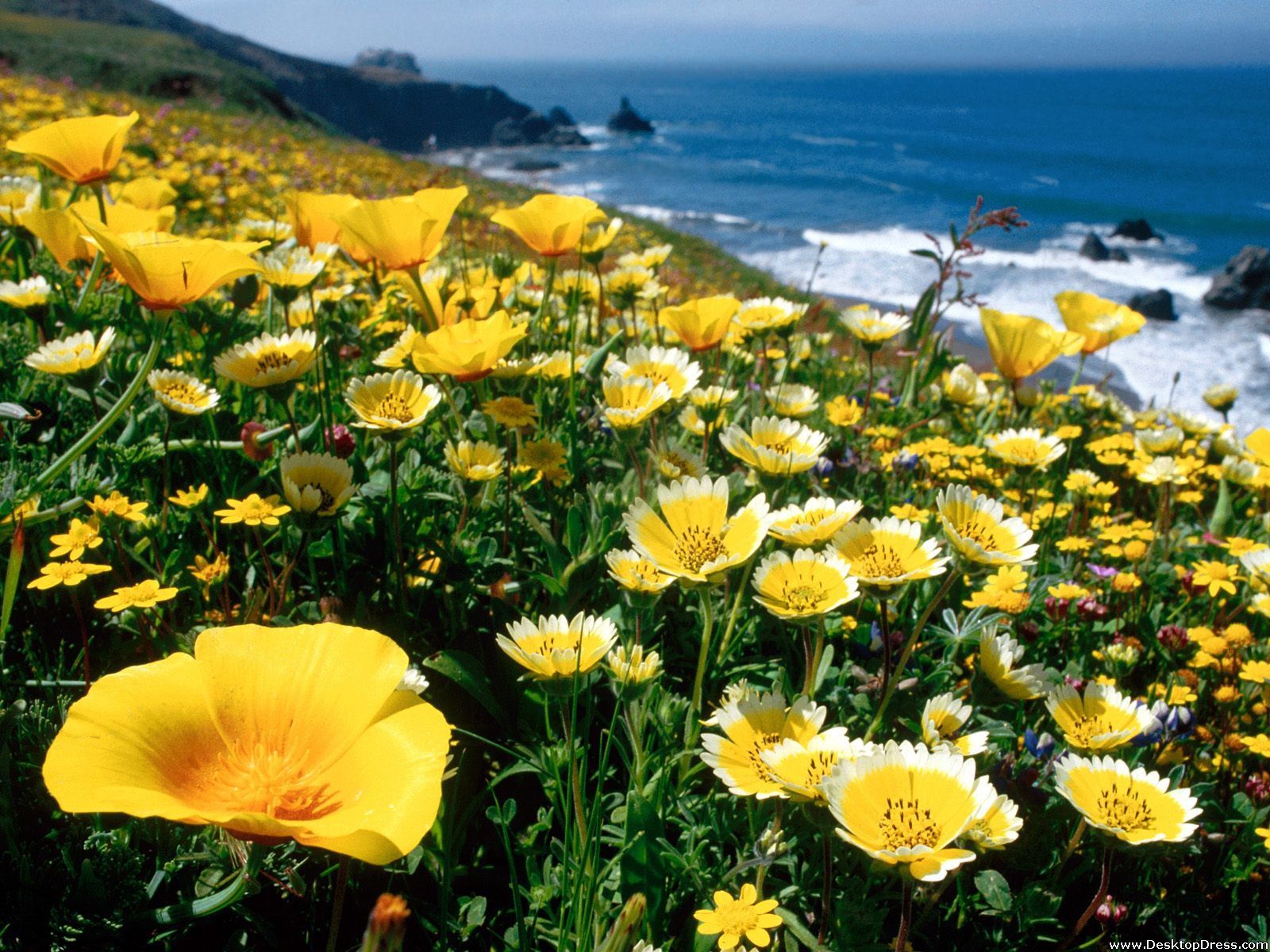 California Flowers Wallpaper