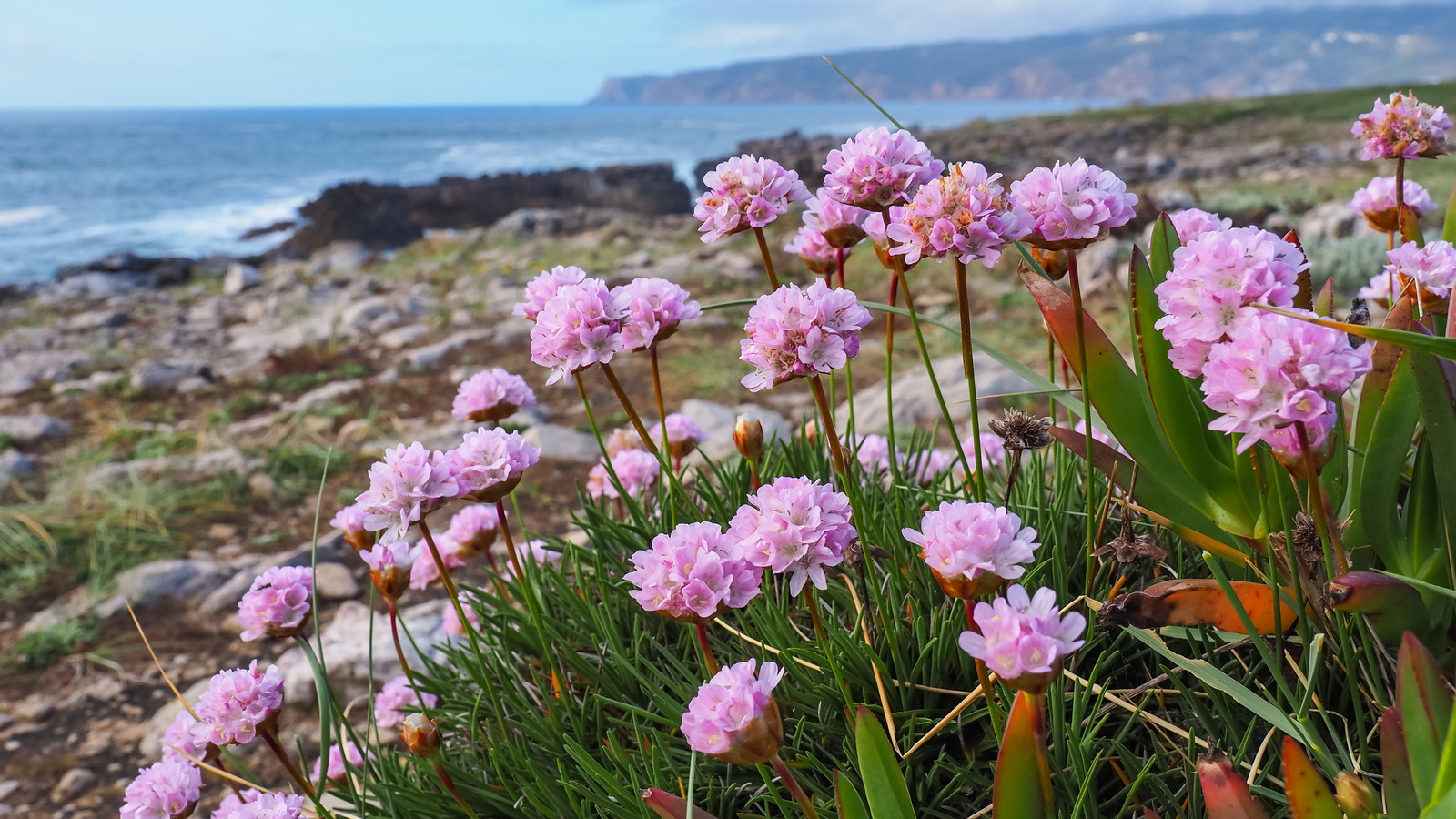 Flowering Plants That Thrive Near The Coast