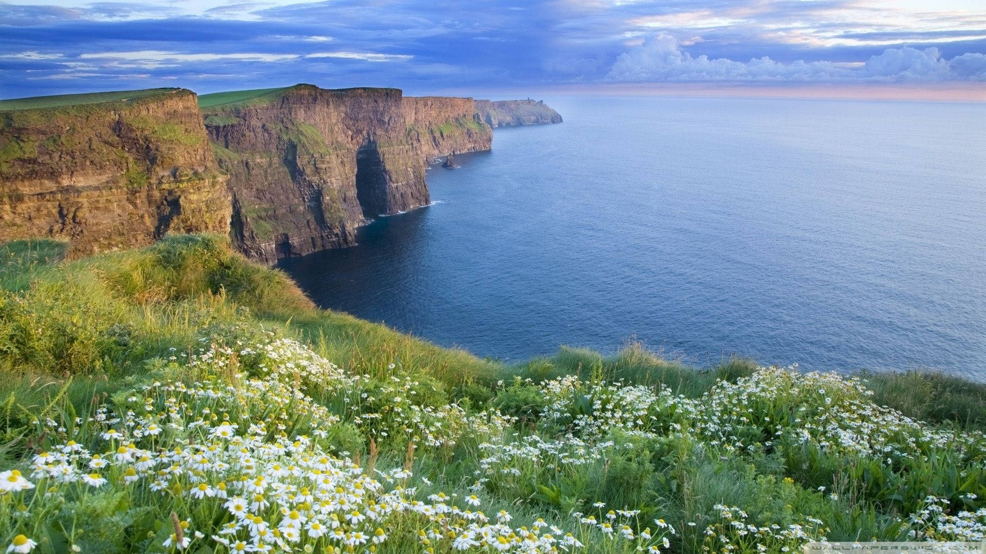 Download Ireland Wildflowers Cliffs Of Moher Wallpaper