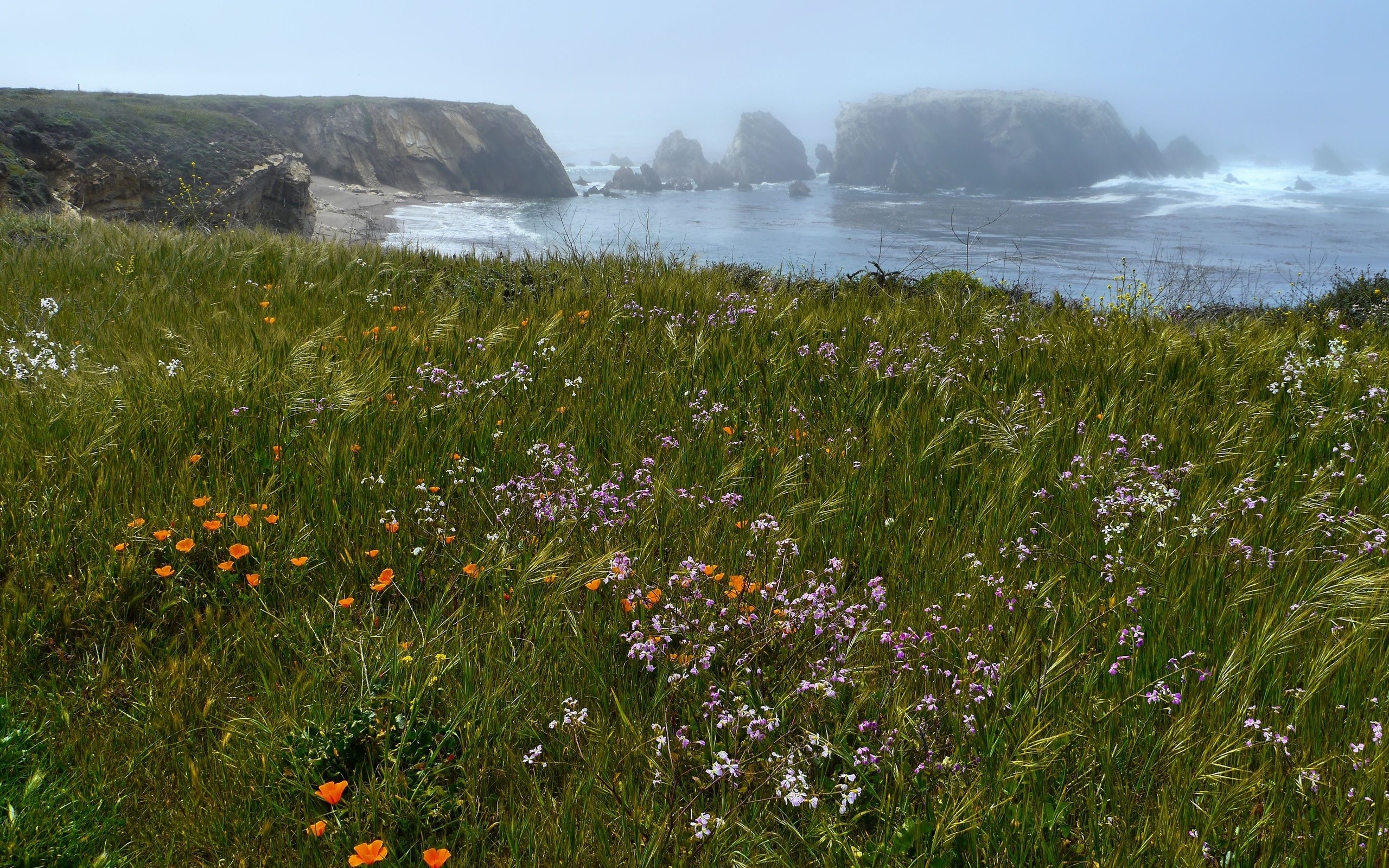 Wallpaper, landscape, sea, flowers, nature, field, coast, rocks, wilderness, plateau, wetland, mountain, flower, grassland, plant, flora, meadow, wildflower, prairie, rural area, habitat, natural environment, atmospheric phenomenon, geographical