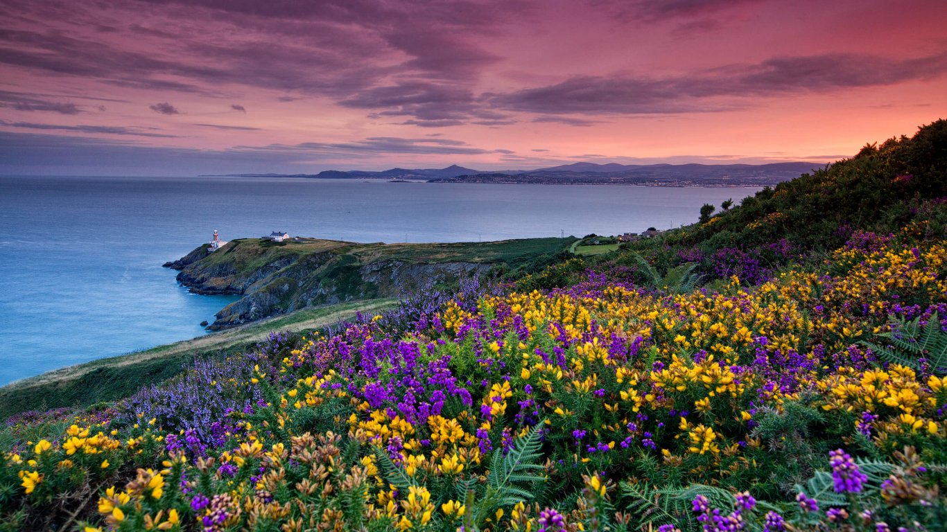 Wildflowers of Ireland Tours group vacation tours Ireland