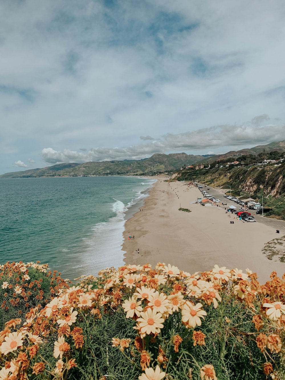 Beach Flower Picture. Download Free Image